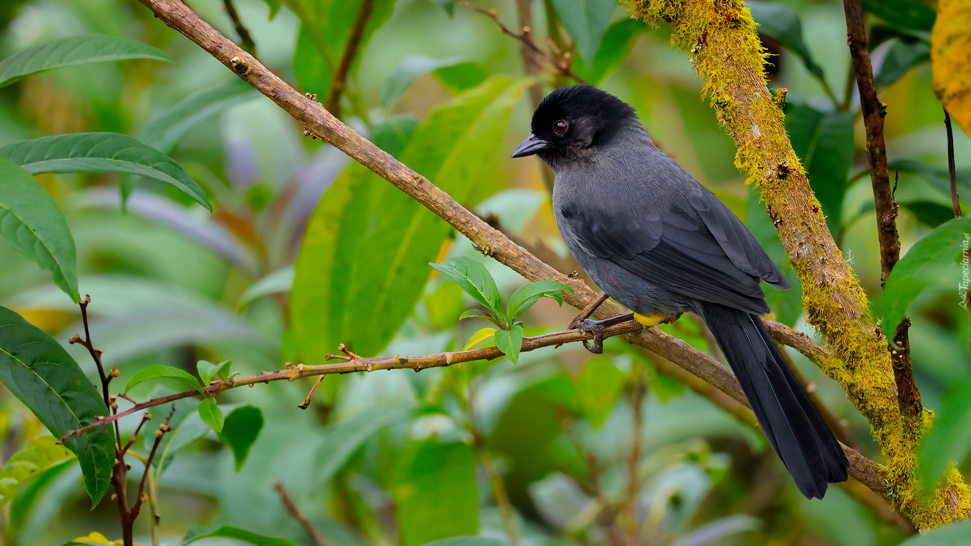 Ptak, Goleńczyk ciemny, Gałązka, Liście