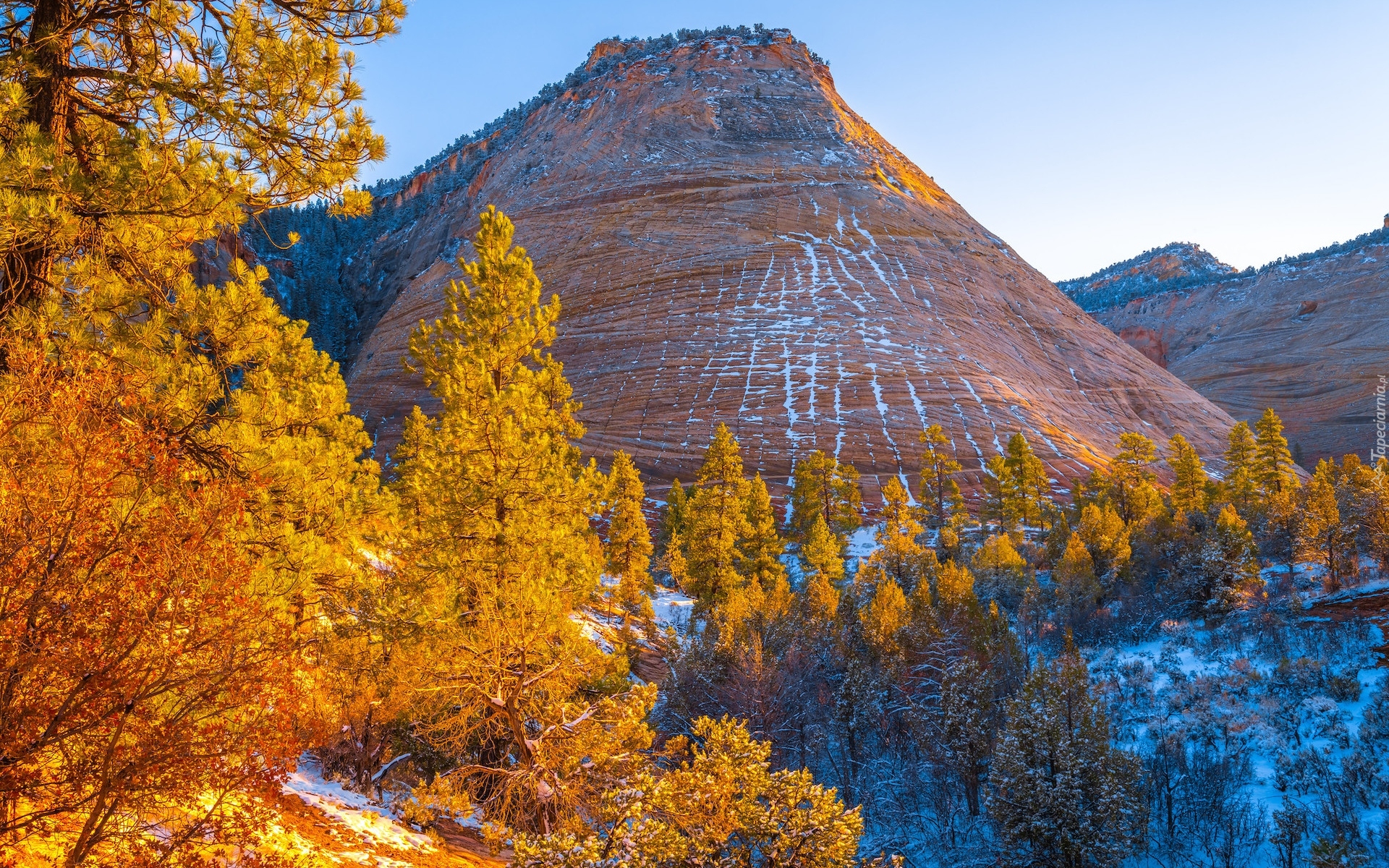 Stany Zjednoczone, Utah, Park Narodowy Zion, Góra, Checkerboard Mesa, Jesień, Drzewa