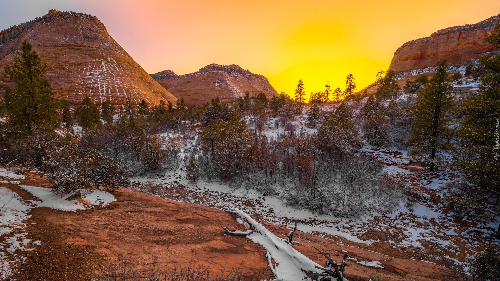 Park Narodowy Zion, Stan Utah, Stany Zjednoczone, Zima, Śnieg, Drzewa, Góra, Checkerboard Mesa