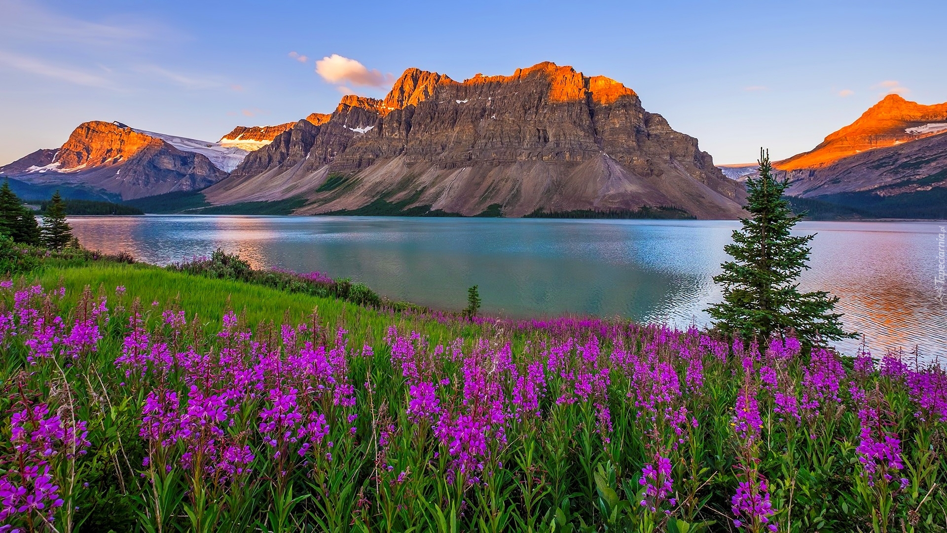 Kanada, Prowincja Alberta, Park Narodowy Banff, Góra Crowfoot Mountain, Jezioro Bow Lake, Kwiaty, Drzewa, Wschód słońca