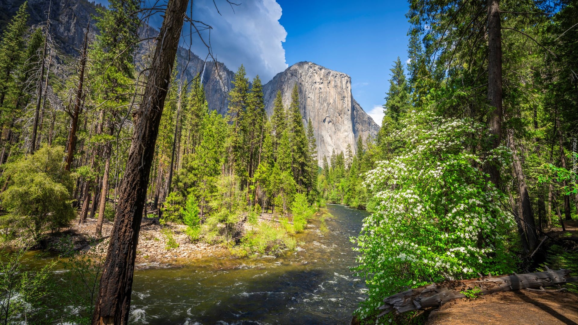 Park Narodowy Yosemite, Góra, El Capitan, Rzeka, Merced River, Drzewa, Krzewy, Stany Zjednoczone, Kalifornia