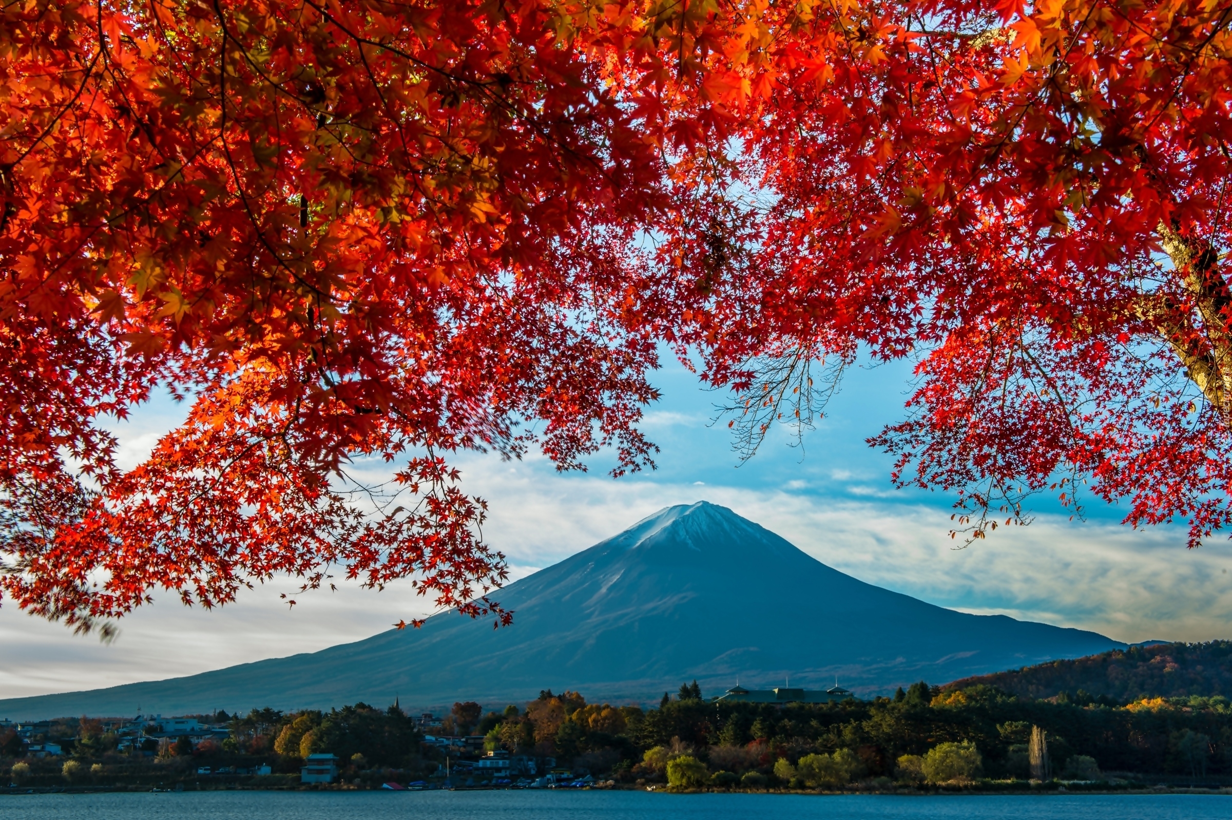 Japonia, Góra Fudżi, Drzewo, Gałęzie, Jesień