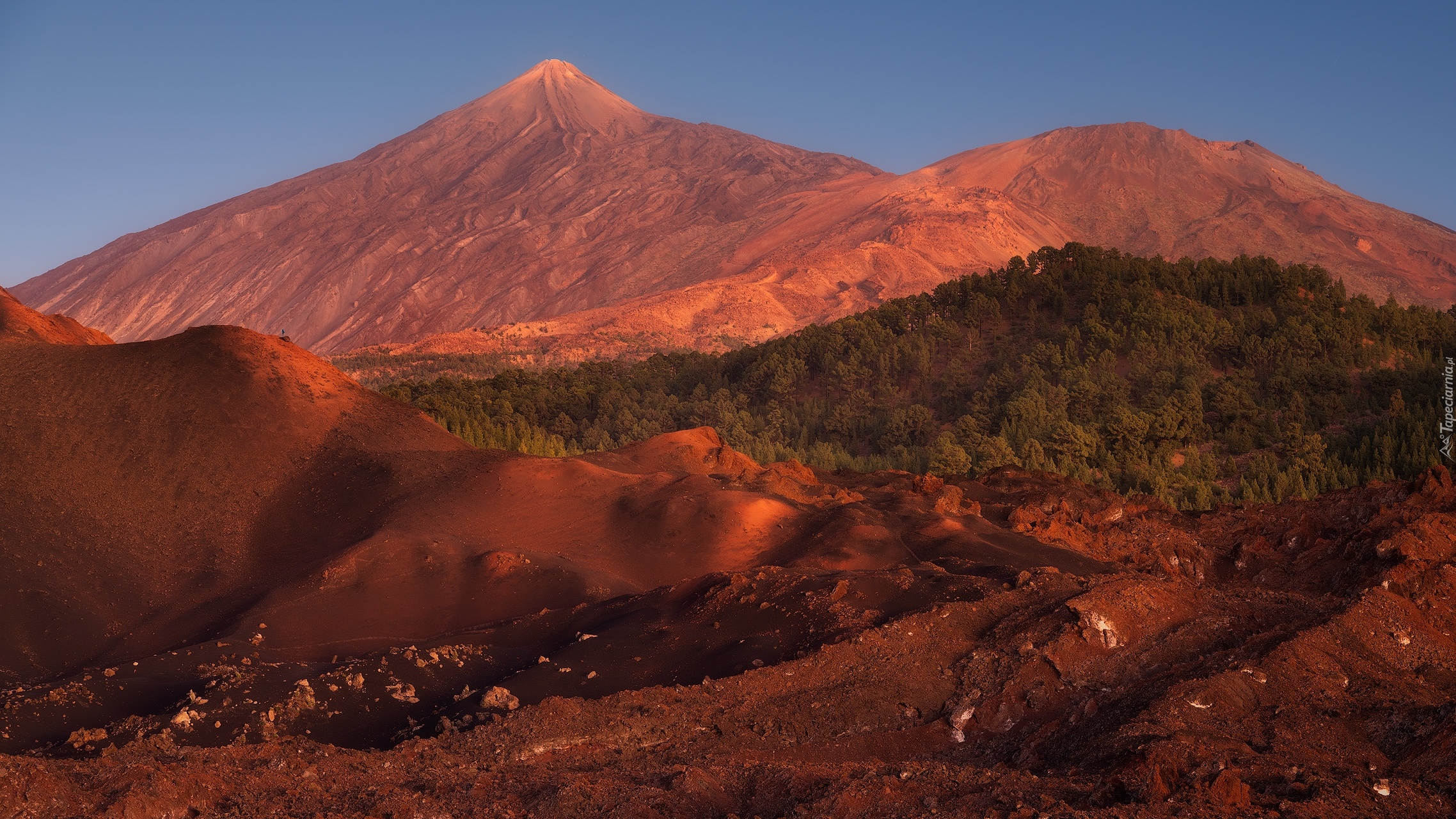 Hiszpania, Teneryfa, Góra, Teide, Lasy