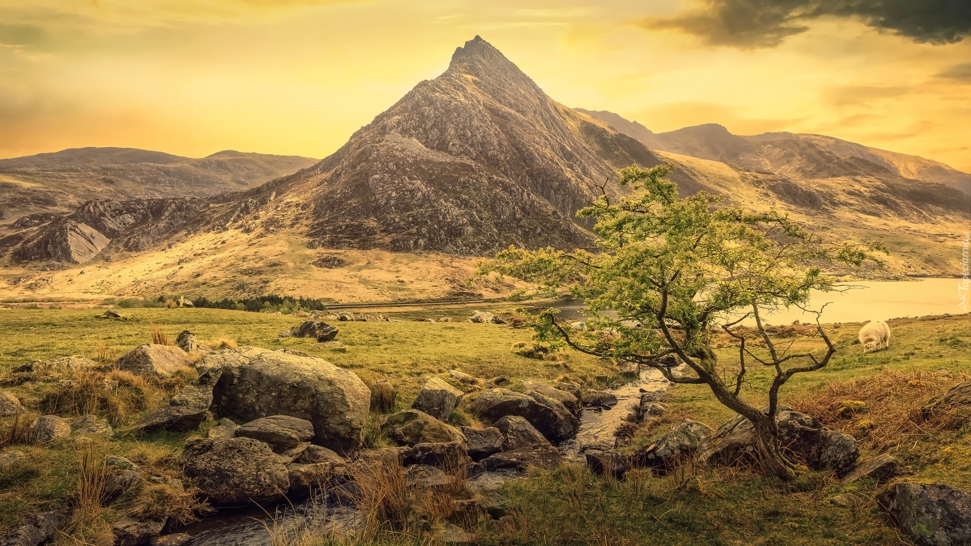 Góry, Góra Tryfan, Drzewo, Owca, Kamienie, Rzeka, Dolina, Ogwen Valley, Park Narodowy Snowdonia, Walia