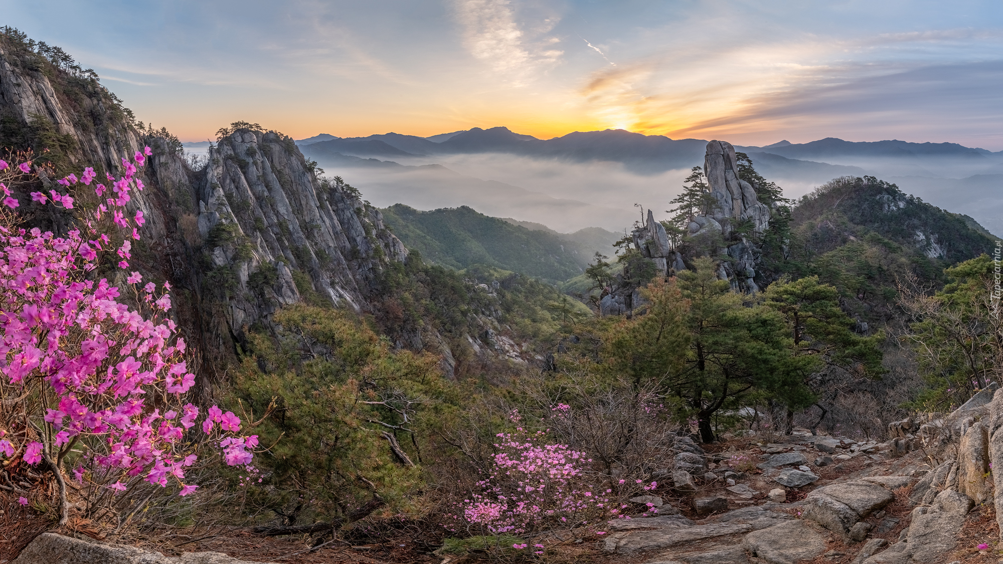 Góry, Unaksan, Wschód słońca, Skały, Mgła, Kwiaty, Drzewa, Korea Południowa