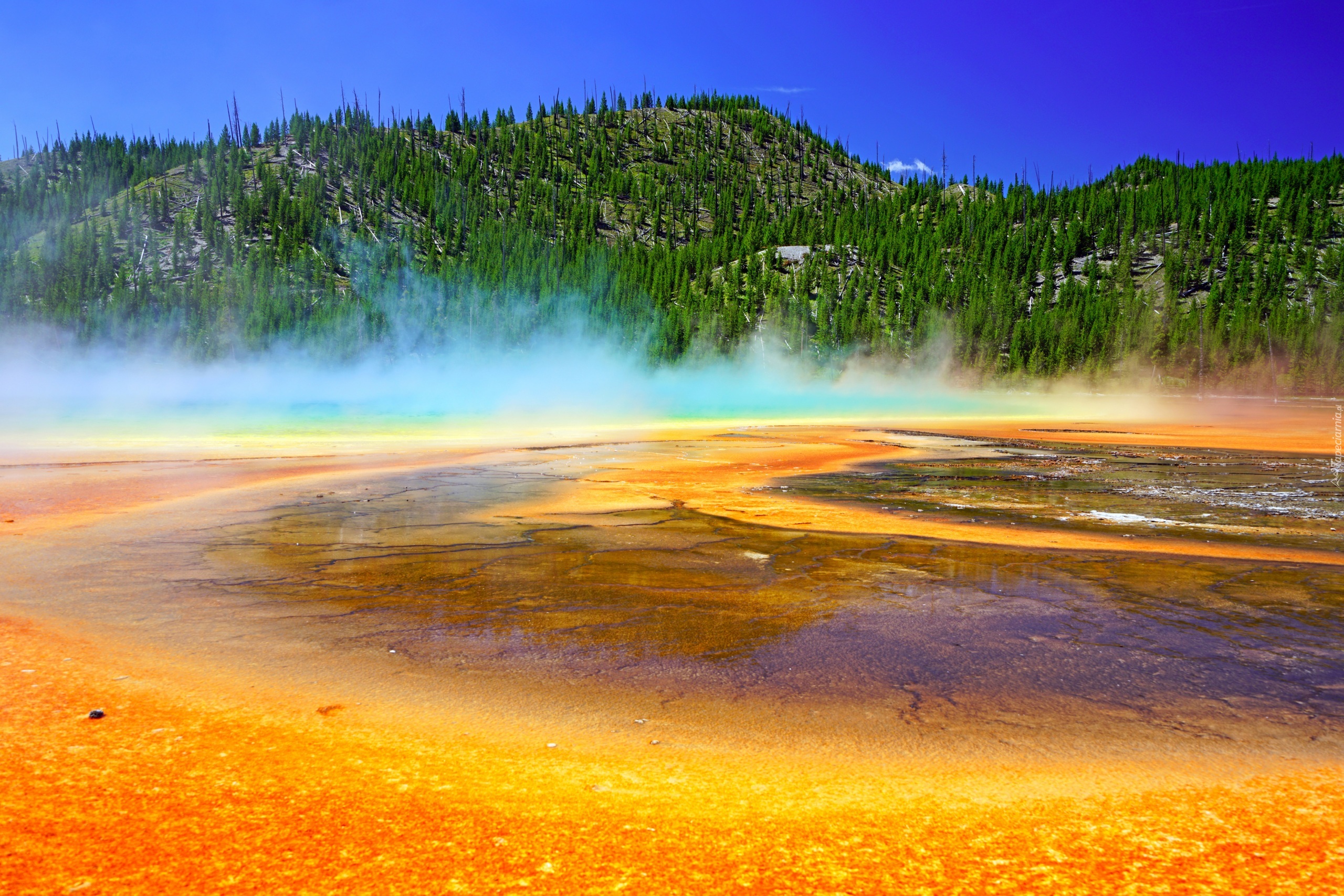 Stany Zjednoczone, Park Narodowy Yellowstone, Gorące źródło, Opary, Las, Wzgórze