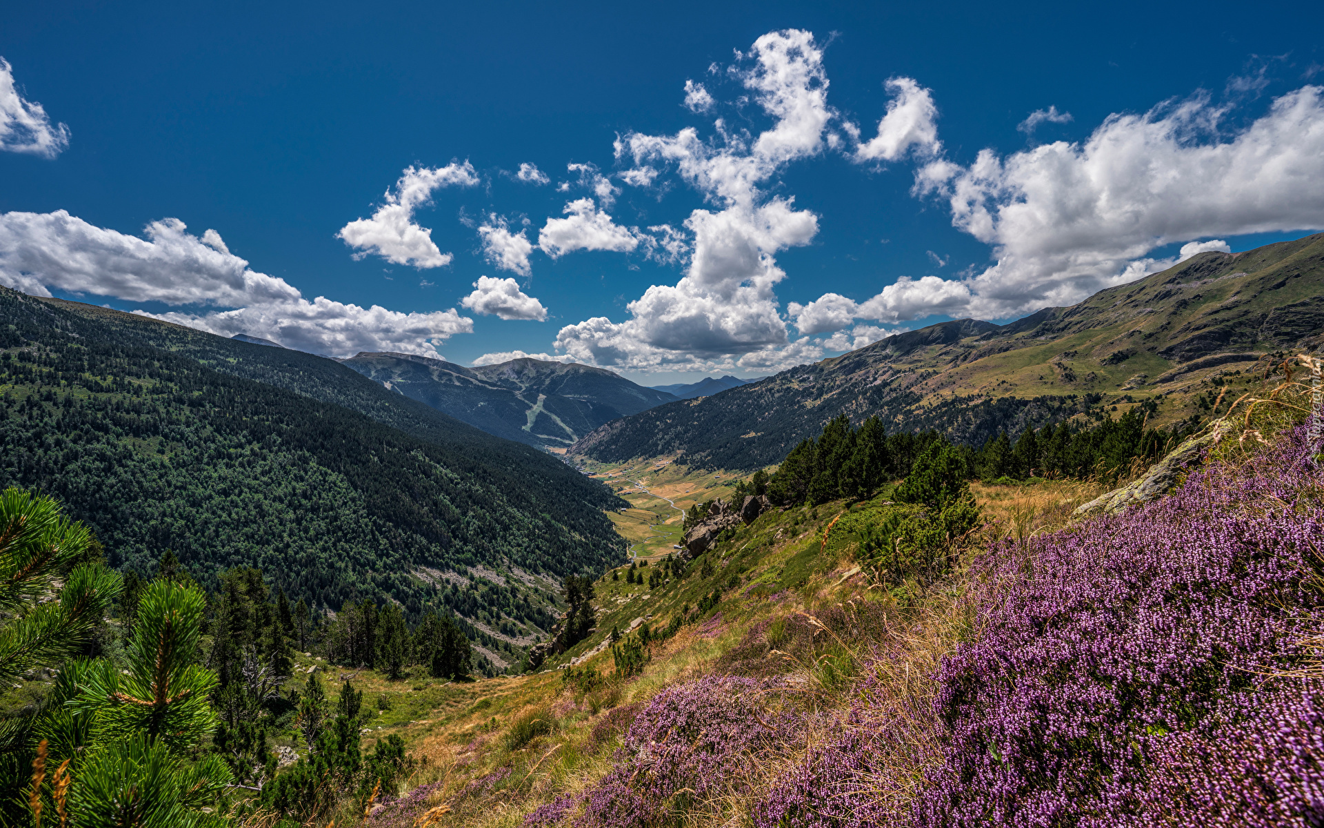 Lasy, Drzewa, Wrzosy, Dolina, Incles Valley, Soldeu, Góry, Pireneje, Andora