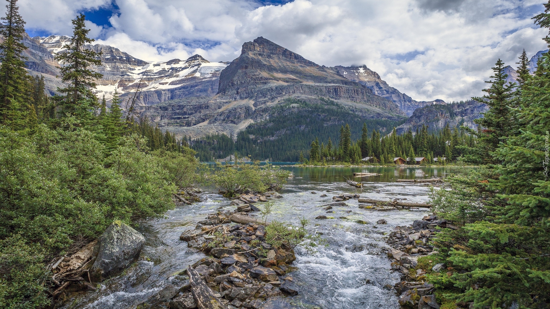 Kanada, Kolumbia Brytyjska, Park Narodowy Yoho, Góry Canadian Rockies, Jezioro O’Hara, Drzewa