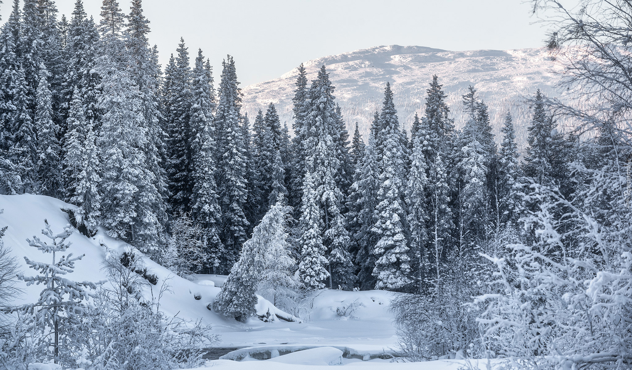 Zima, Śnieg, Las, Drzewa, Góry
