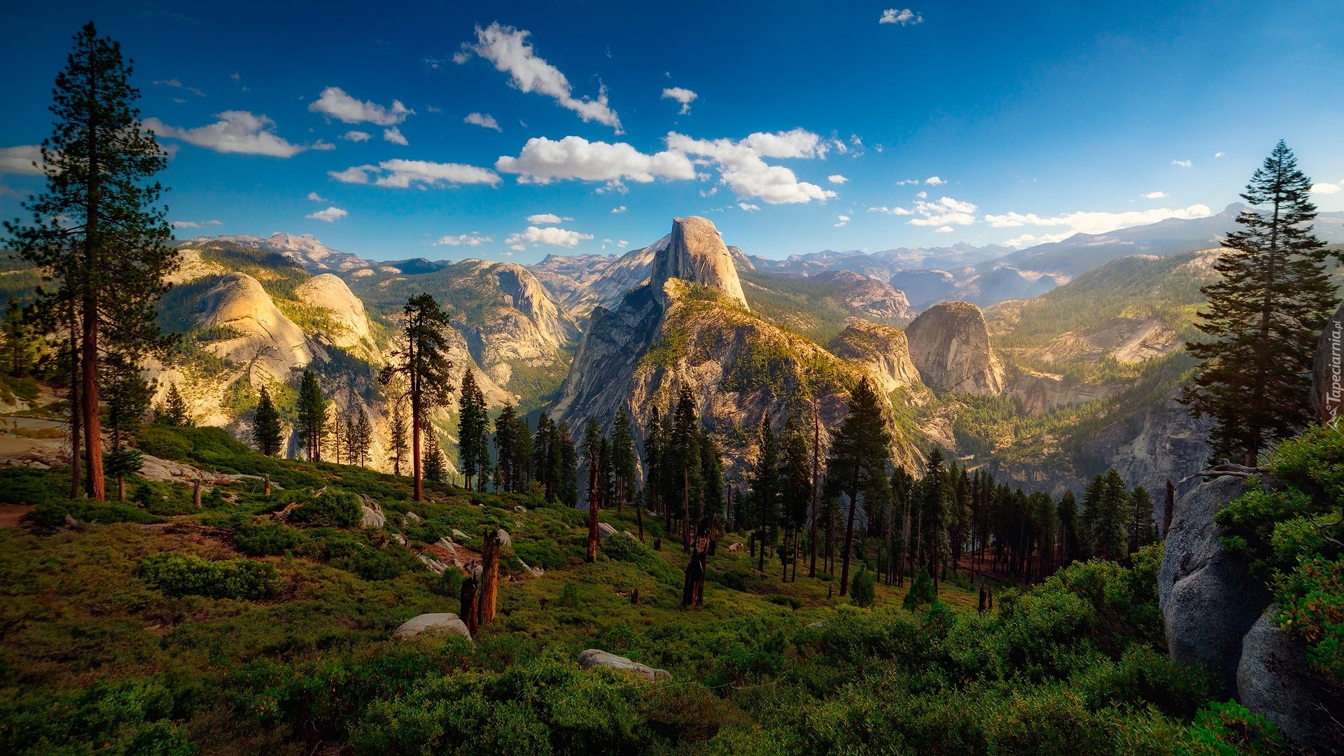 Stany Zjednoczone, Stan Kalifornia, Park Narodowy Yosemite, Góry, Drzewo