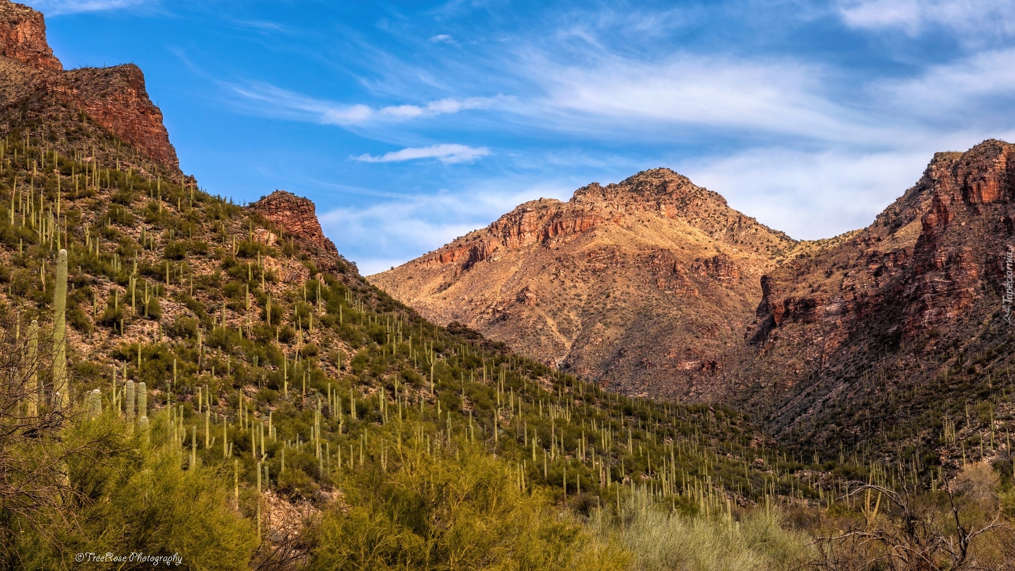 Stany Zjednoczone, Arizona, Tucson, Góry, Wąwóz, Sabino Canyon, Roślinność, Kaktusy