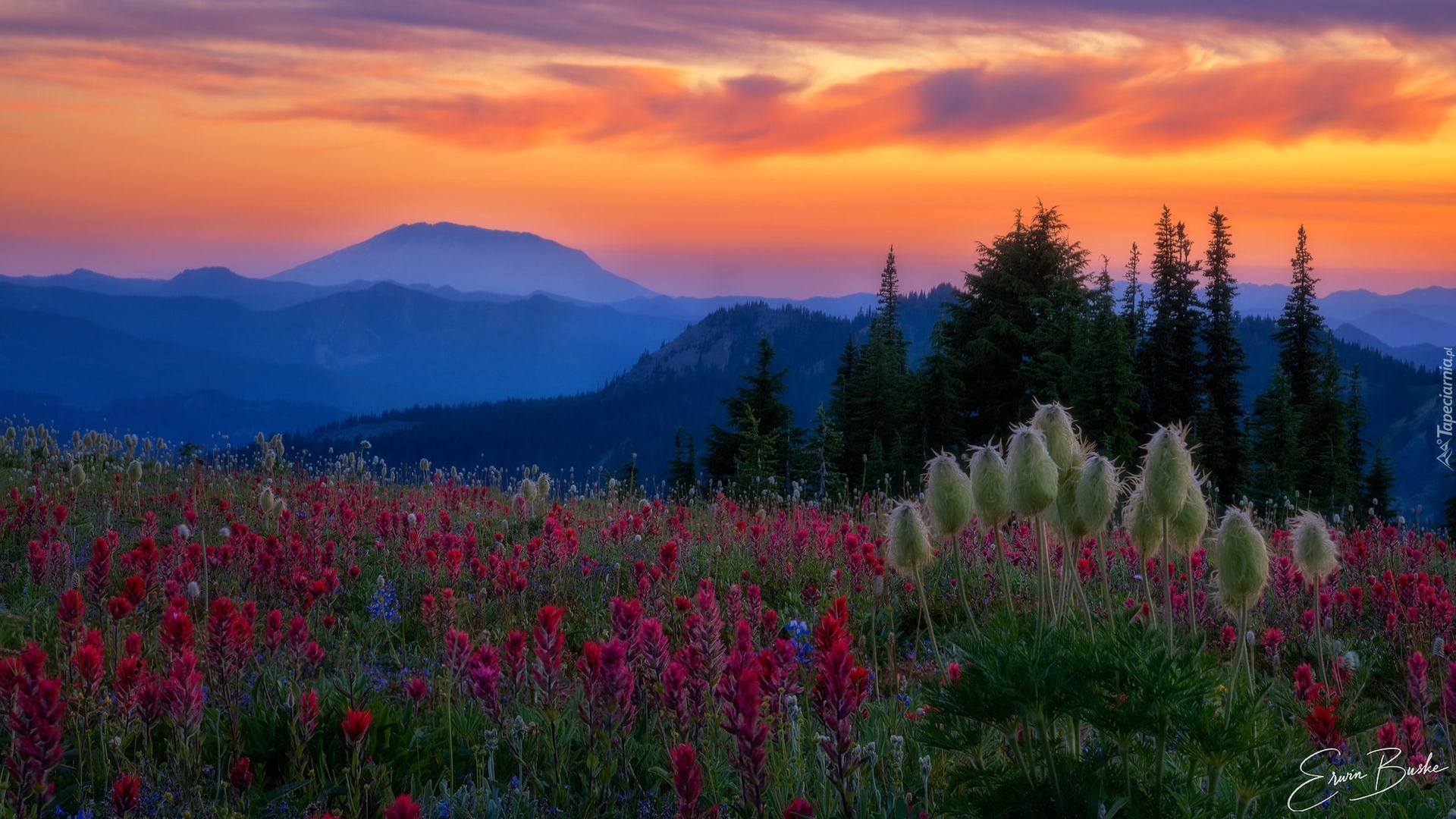 Stany Zjednoczone, Stan Waszyngton, Góry Kaskadowe, Wulkan, Mount St Helens, Łąka, Kwiaty, Zachód słońca