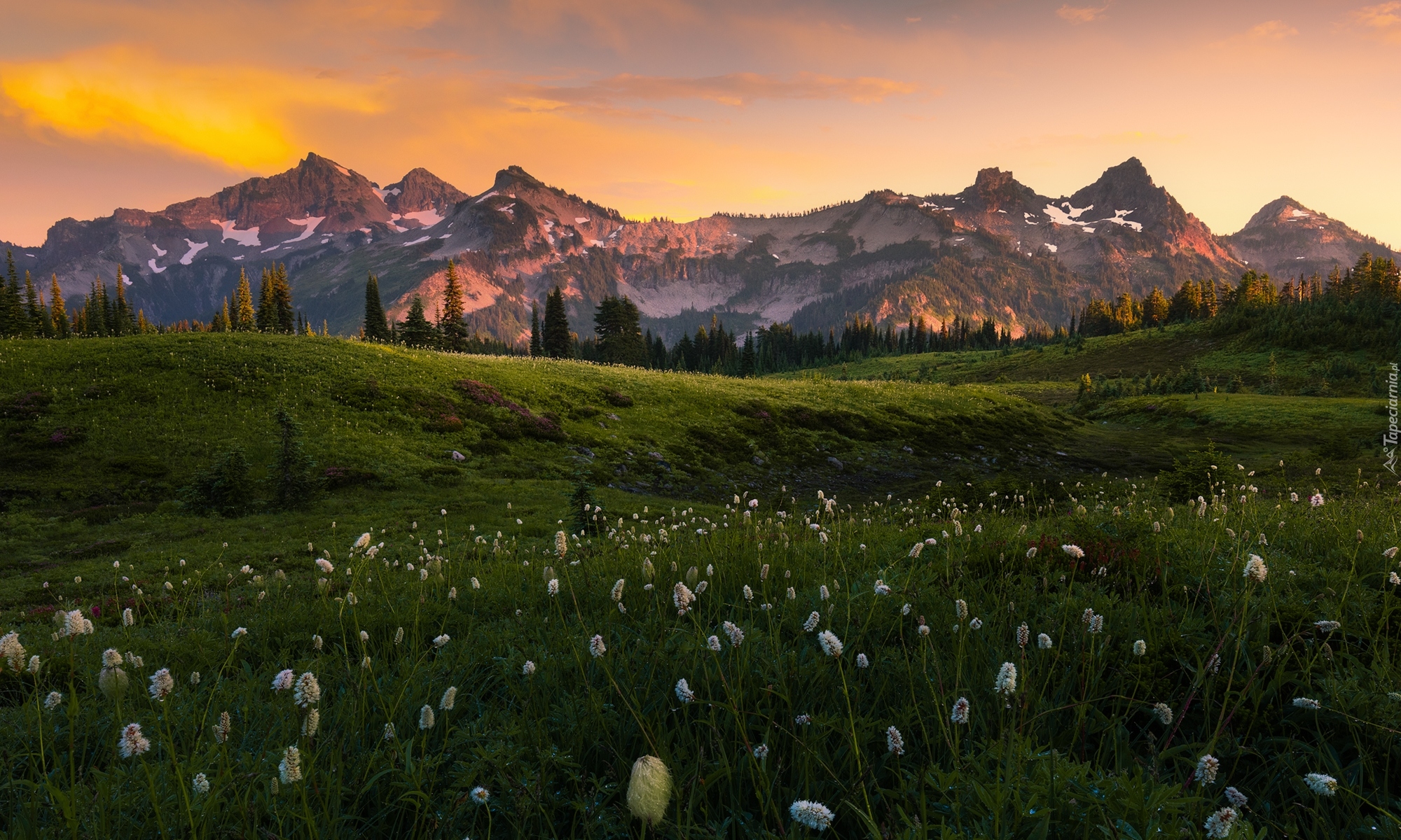 Góry Kaskadowe, Pasmo Tatoosh, Park Narodowy Mount Rainier, Drzewa, Łąka, Roślinność, Chmury, Stan Waszyngton, Stany Zjednoczone