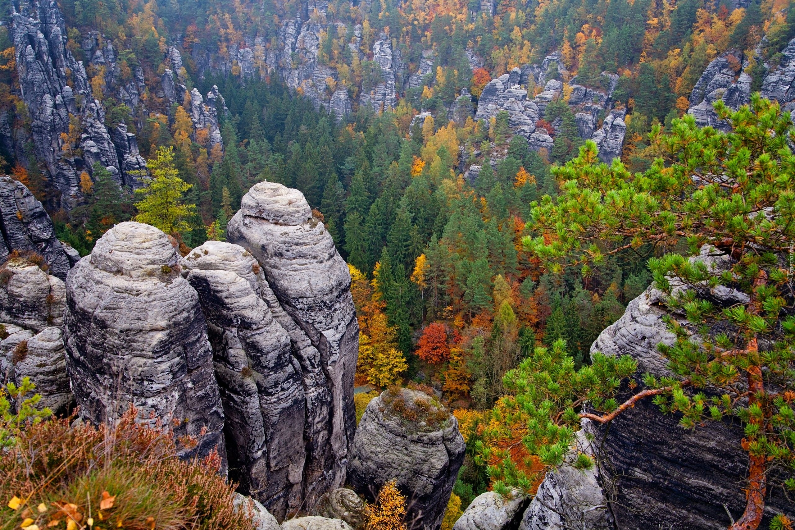 Niemcy, Park Narodowy Saskiej Szwajcarii, Góry Połabskie, Skały, Drzewa