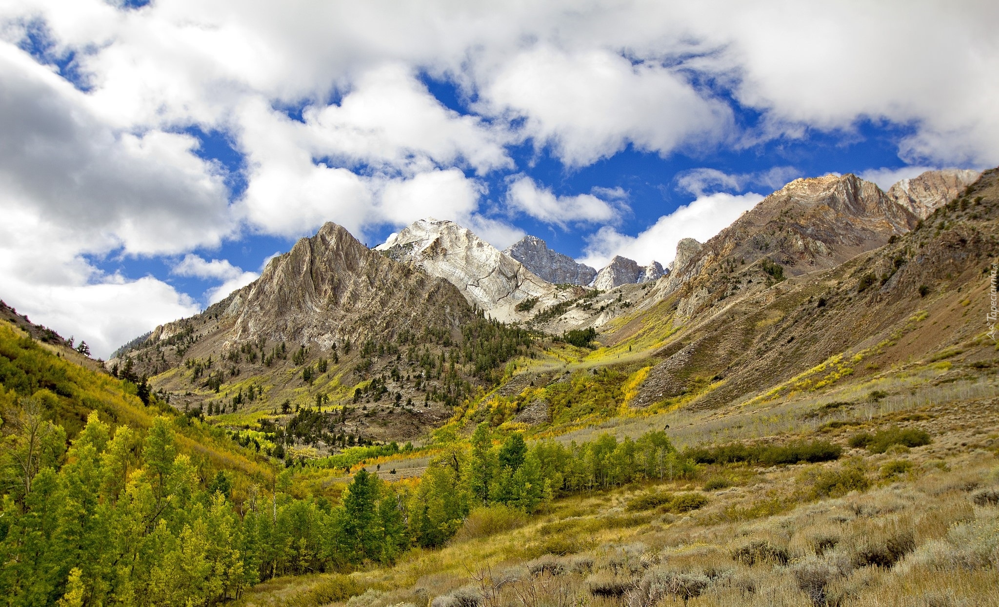 Góry Sierra Nevada, Drzewa, Miejsce McGee Creek, Hrabstwo Mono, Stan Kalifornia, Stany Zjednoczone