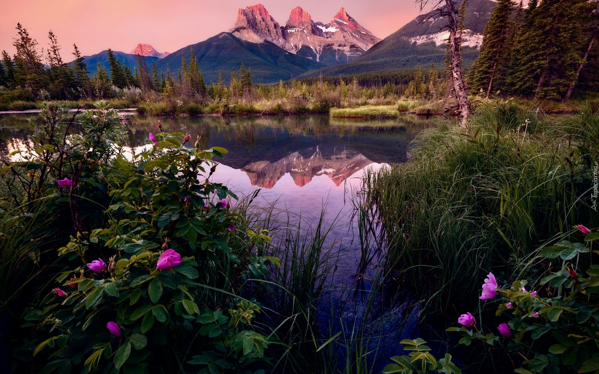 Kanada, Alberta, Góry, Three Sisters Peaks, Rzeka, Bow River, Canmore, Drzewa, Kwiaty