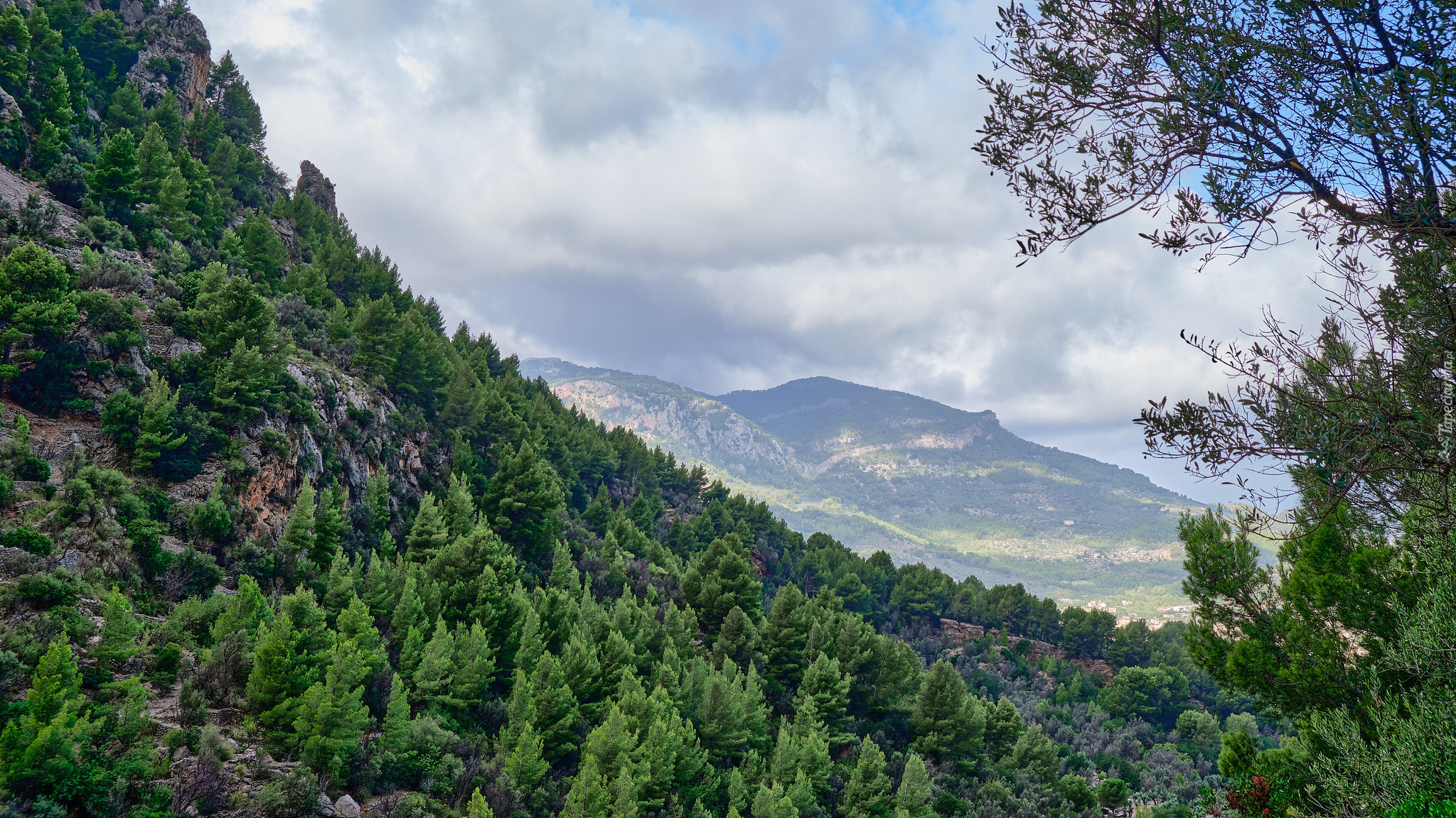 Porośnięte, Góry Tramuntana, Skały, Drzewa, Majorka, Hiszpania