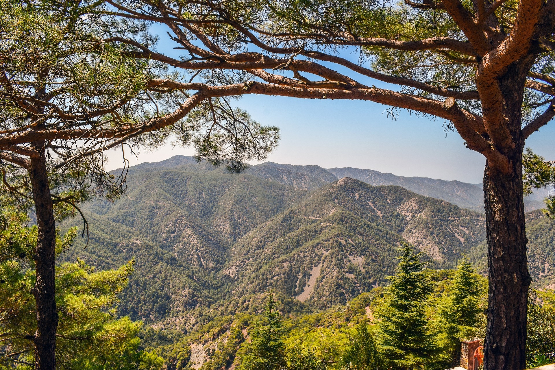 Zalesione, Góry Troodos, Drzewa, Cypr