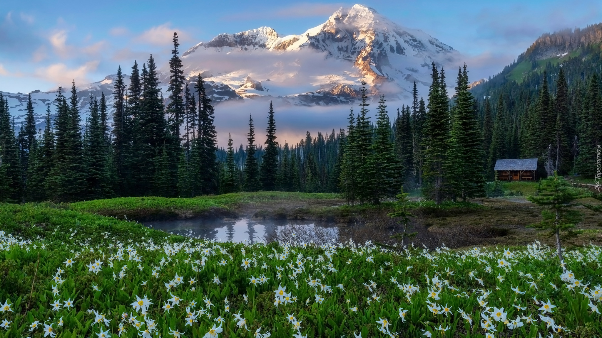 Kwiaty, Lilie lawinowe, Staw, Góry, Drzewa, Park Narodowy Mount Rainier, Stan Waszyngton, Stany Zjednoczone