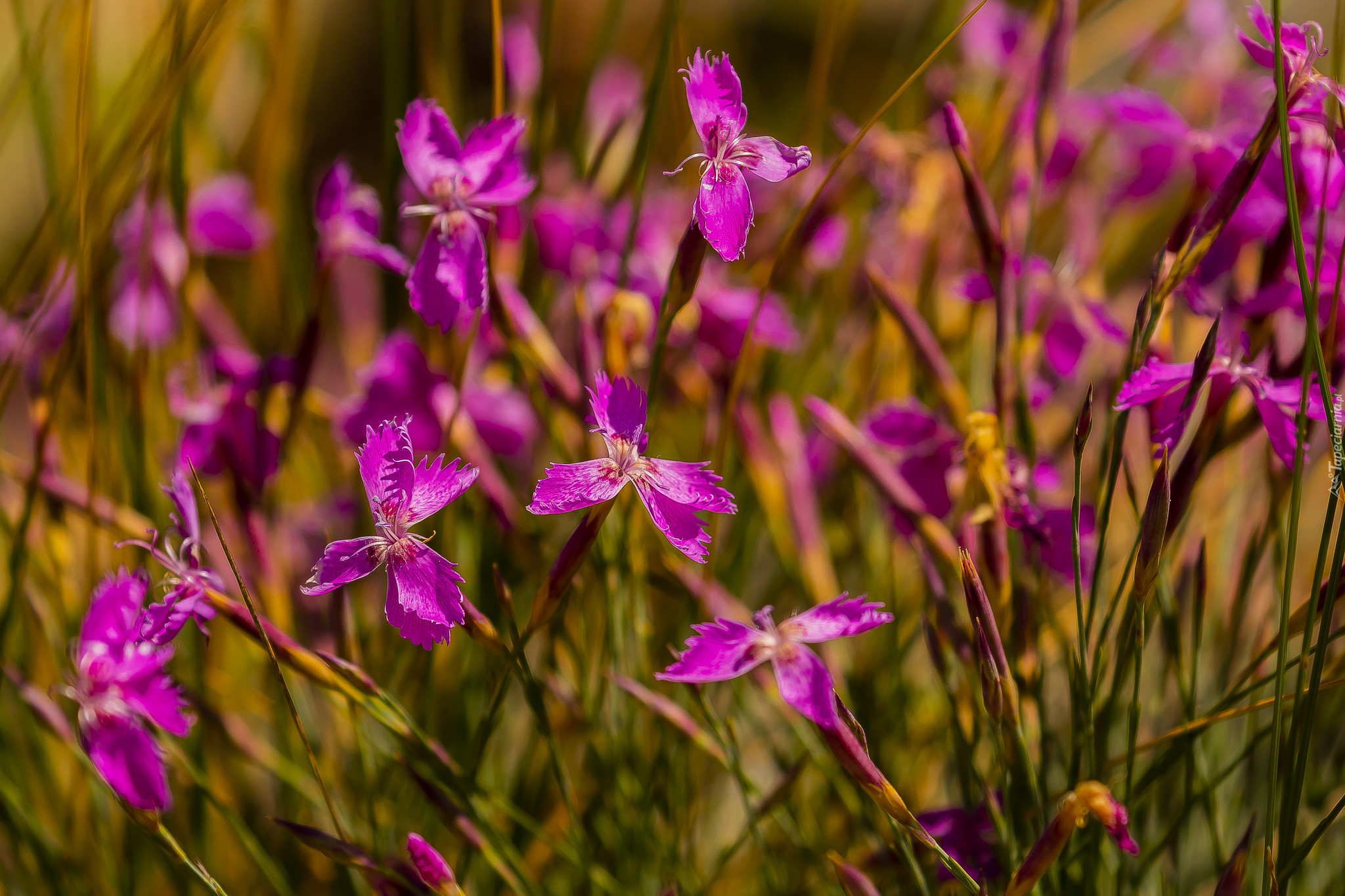 Różowe, Kwiaty, Goździki, Dianthus oschtenicus, Zbliżenie