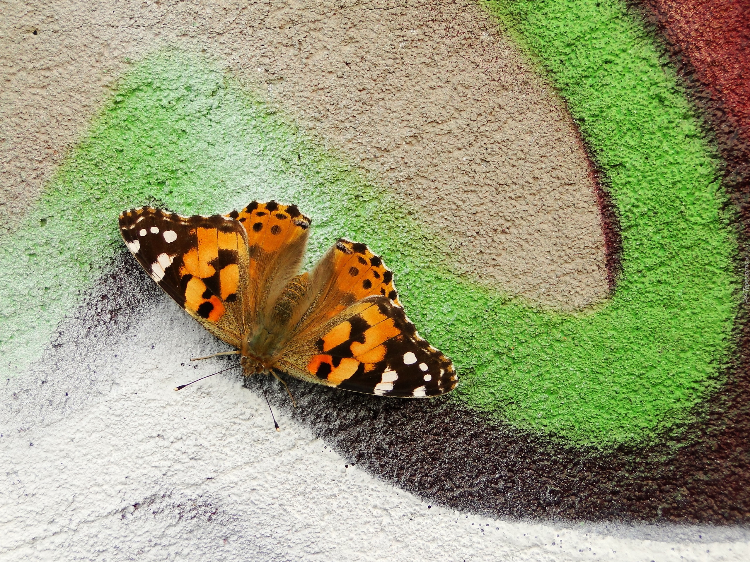 Owad, Motyl, Rusałka osetnik, Graffiti