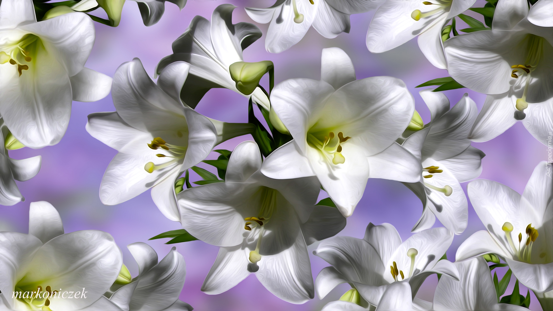 Kwiaty, Białe, Lilie