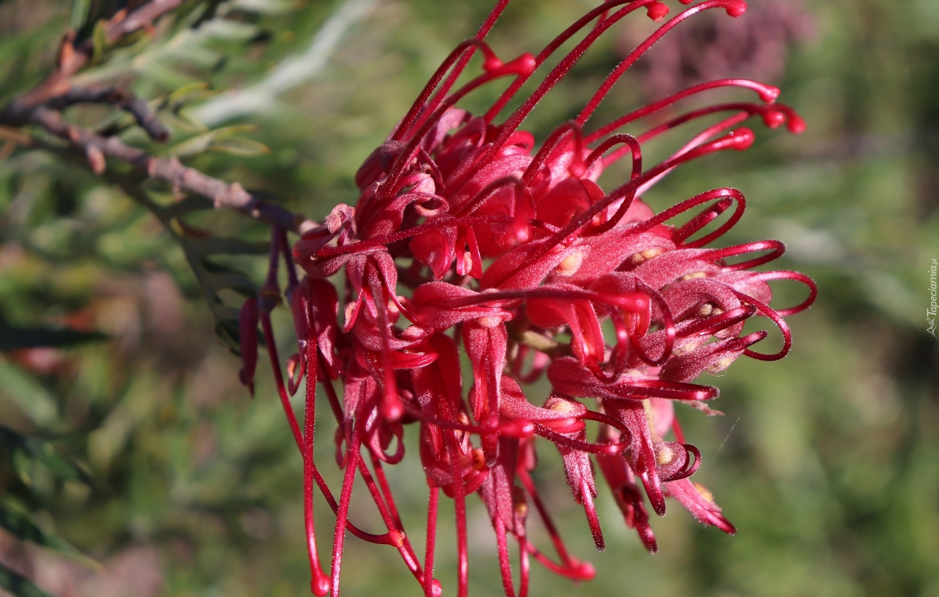 Kwiat, Grevillea