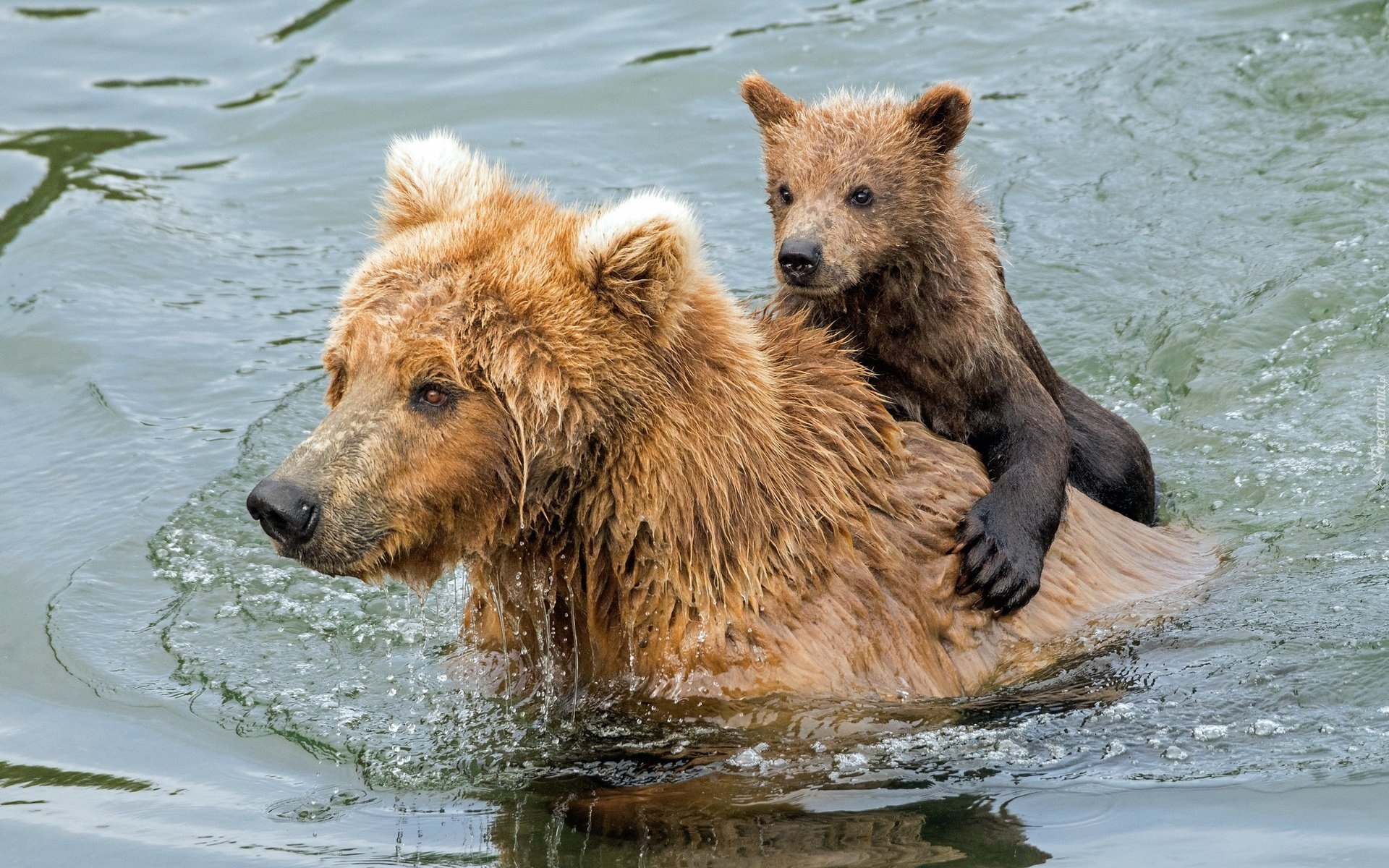 Niedźwiedzie szare, Grizli, Niedźwiadek, Woda