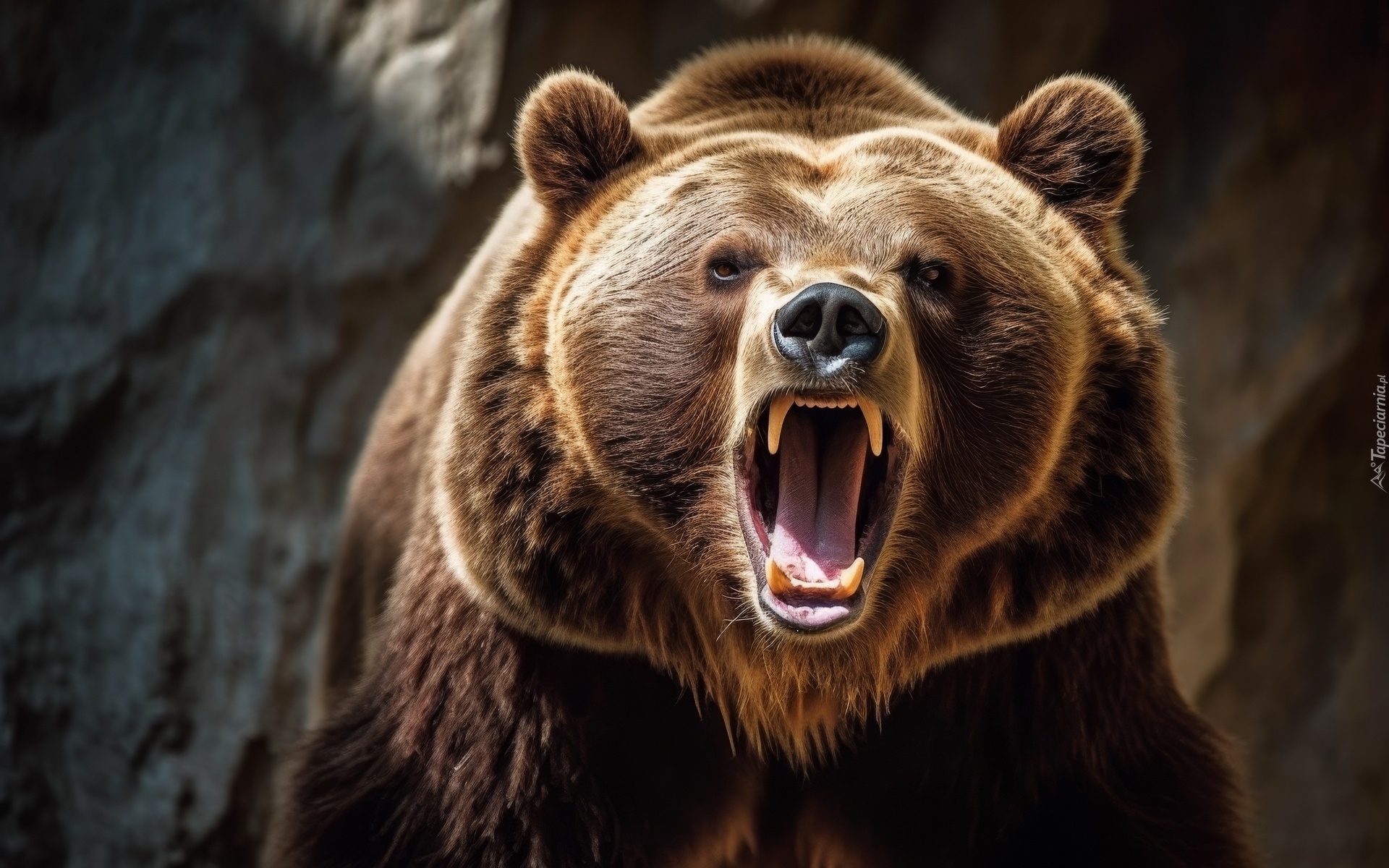 Niedźwiedź, Grizzly, Paszcza, Otwarta, Kły