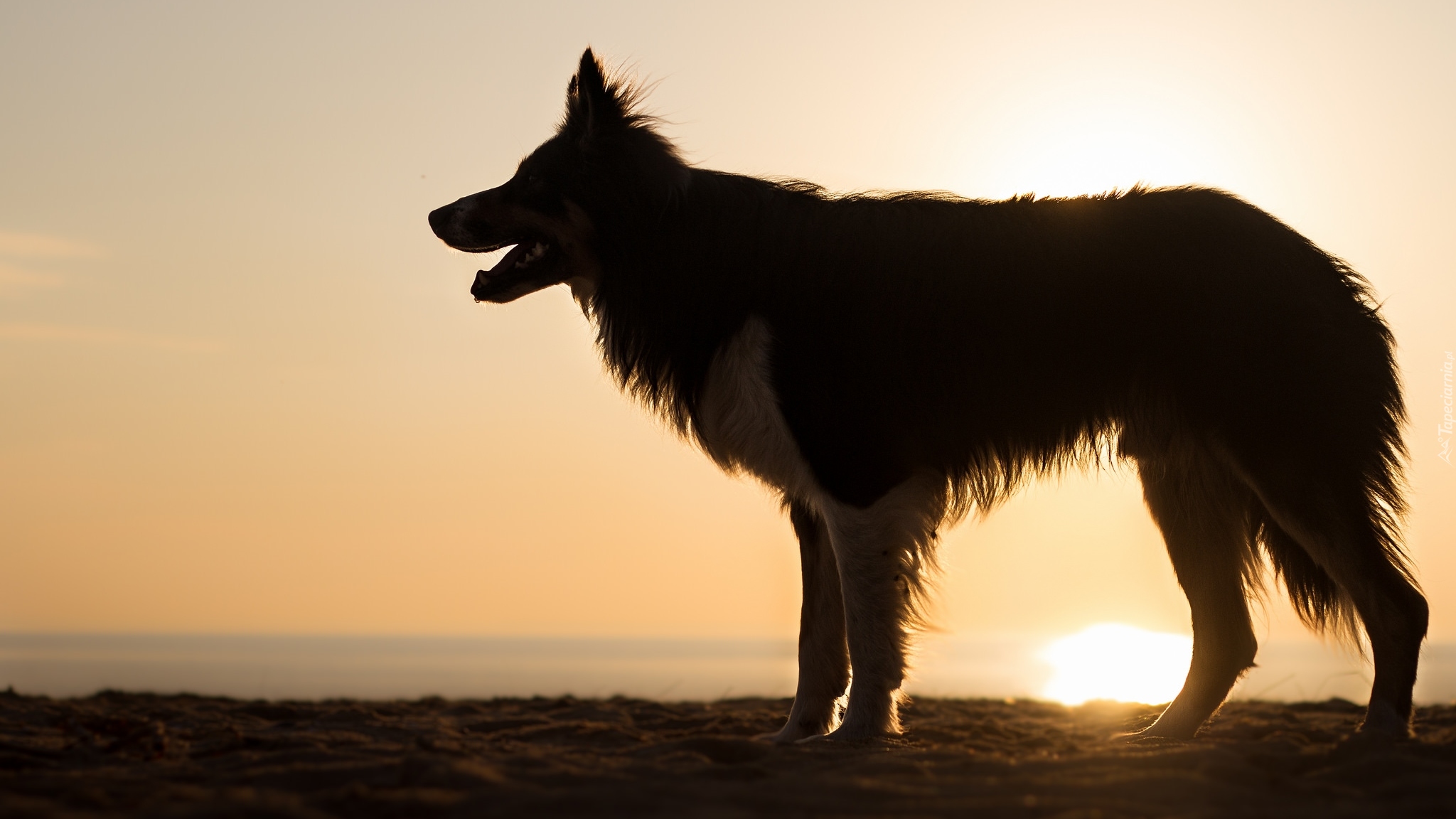 Pies, Plaża, Słońce