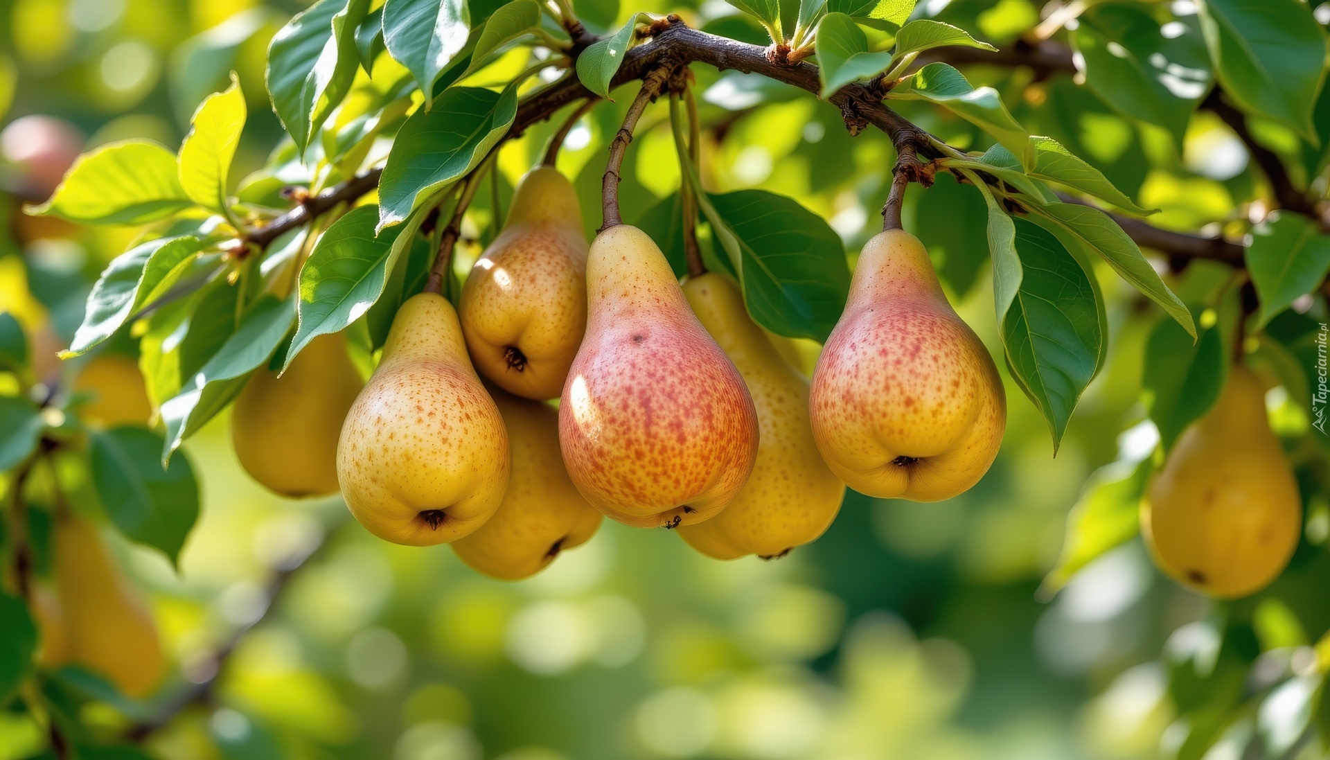 Gruszki, Owoce, Liście, Grafika AI