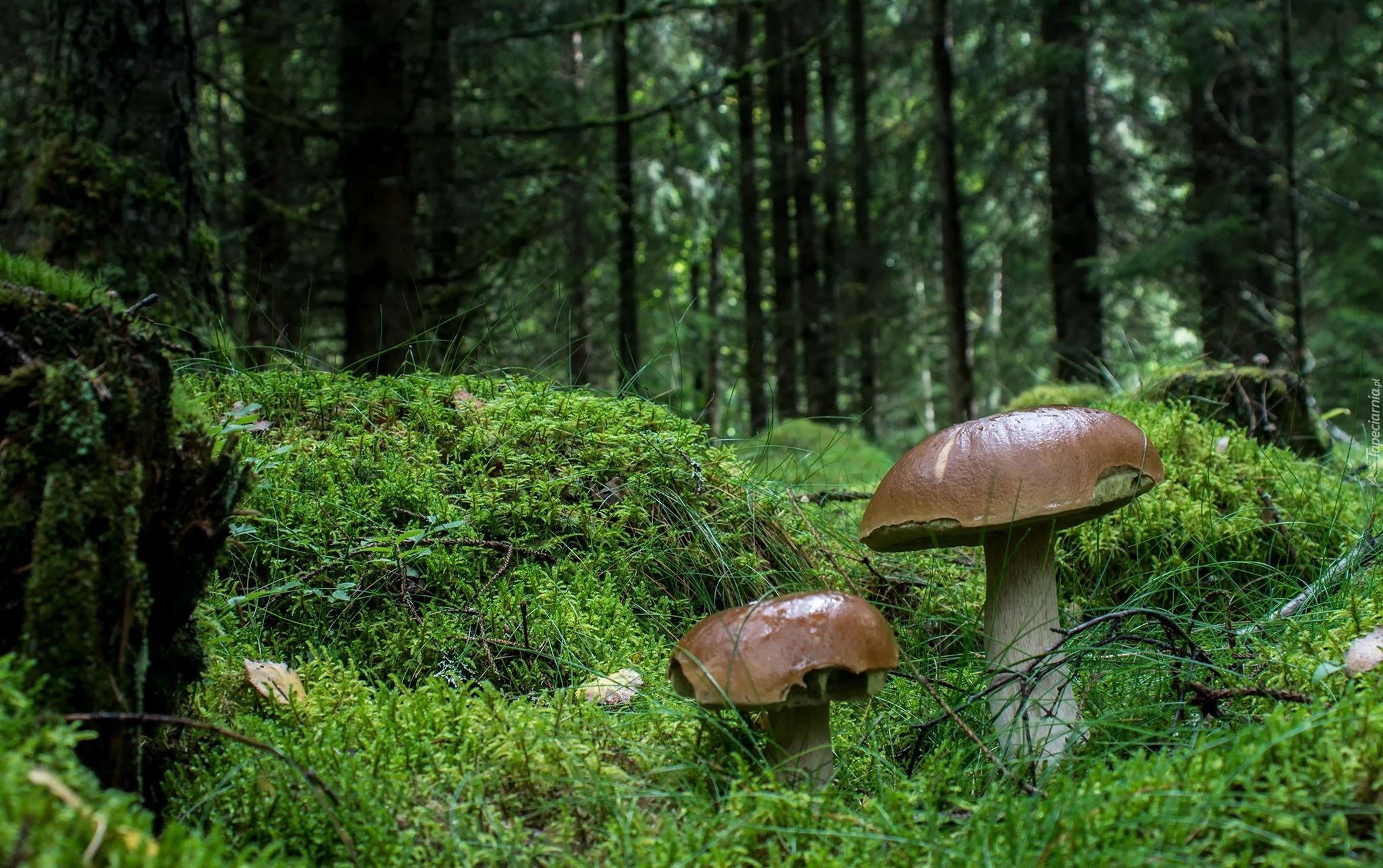 Grzyby, Mech, Ściółka, Las