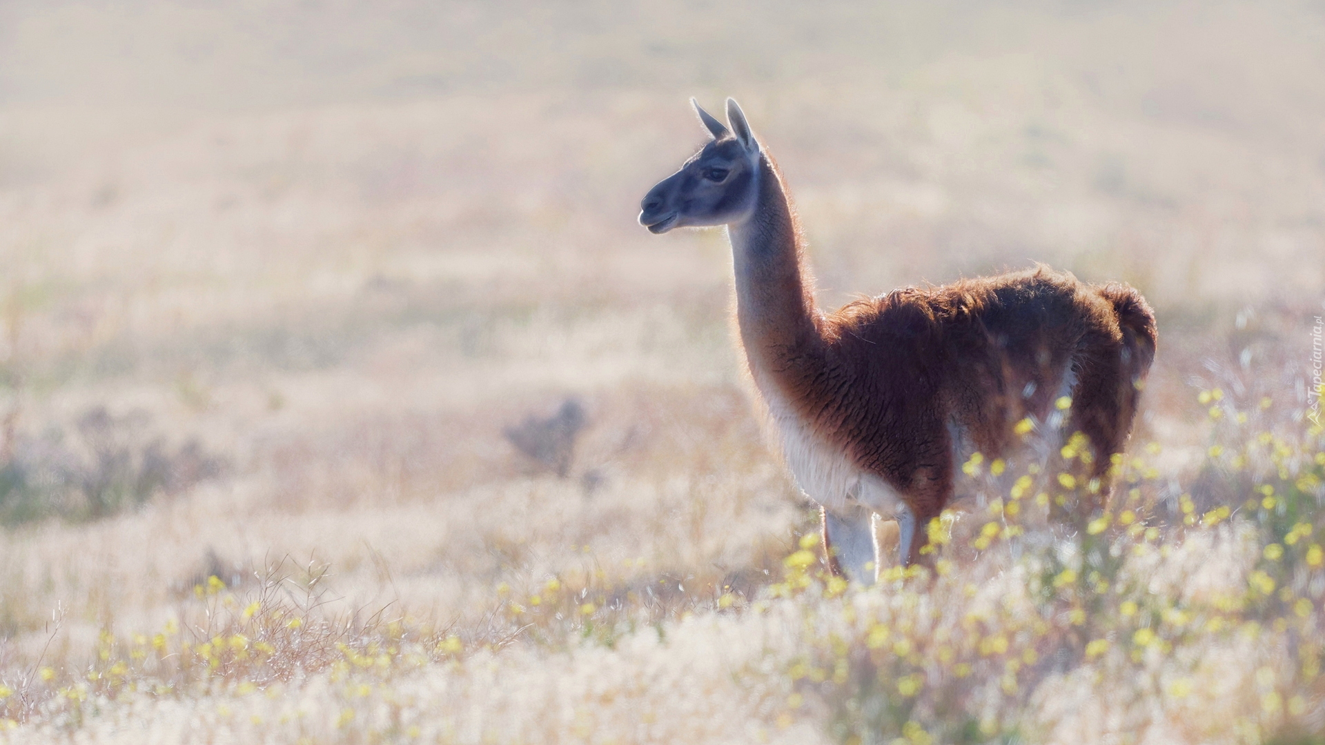 Lama, Gwanako andyjskie, Trawa