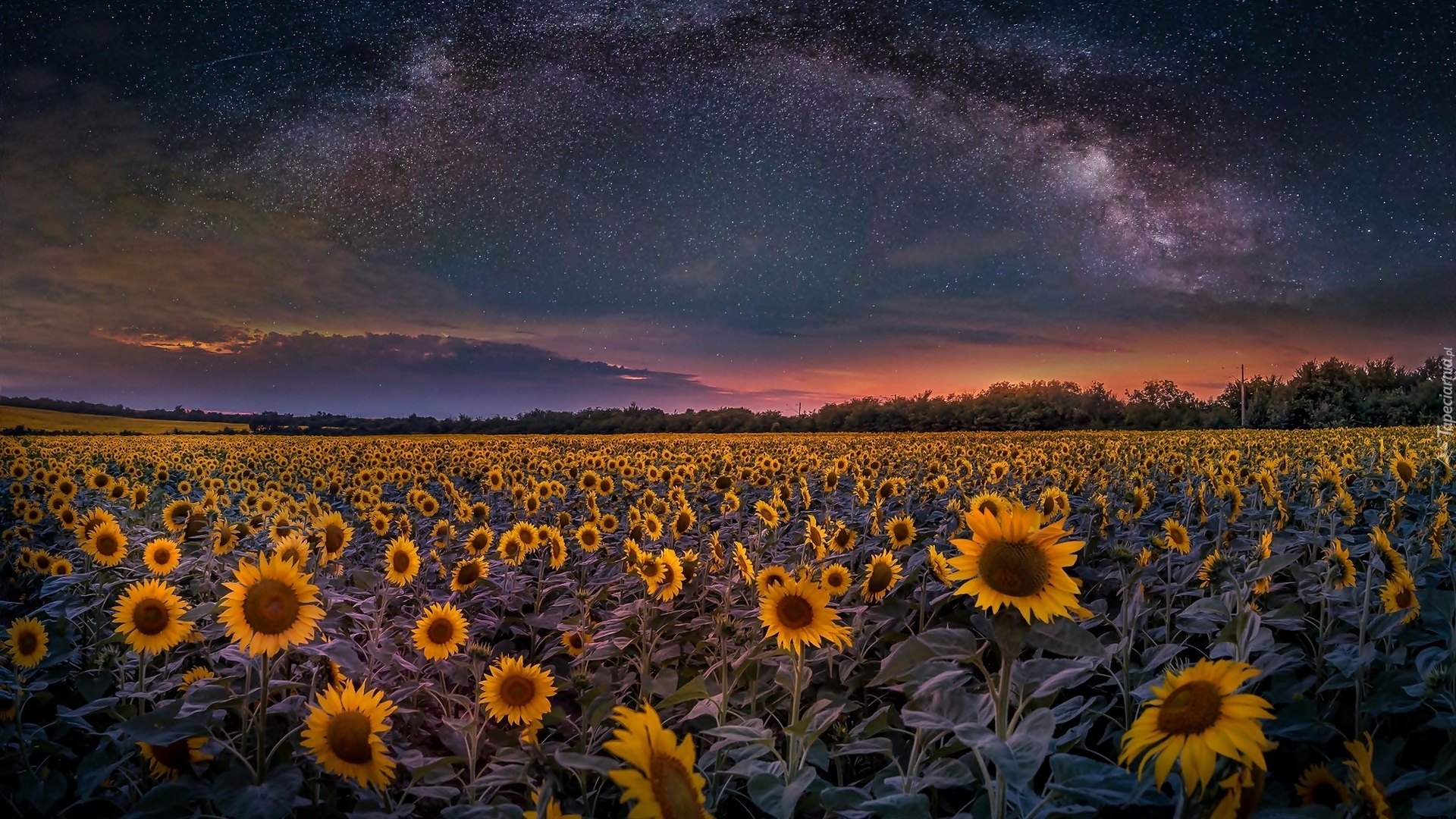 Подсолнухи во сне. Куинджи Подсолнухи. Поле подсолнухов. Подсолнухи ночью. Ночное поле подсолнухов.