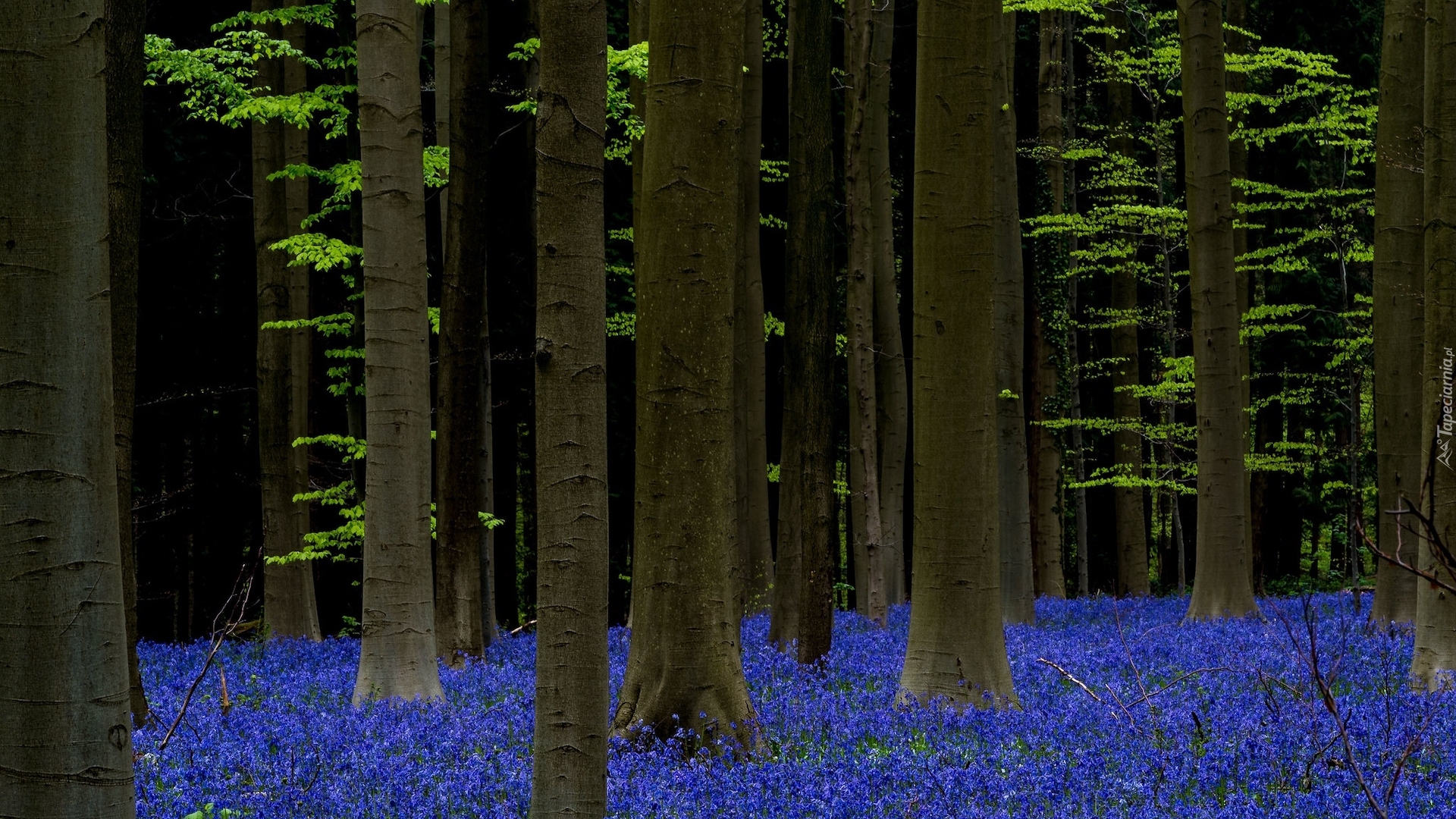 Las, Drzewa, Kwiaty, Hiacyntowce, Las Hallerbos, Belgia