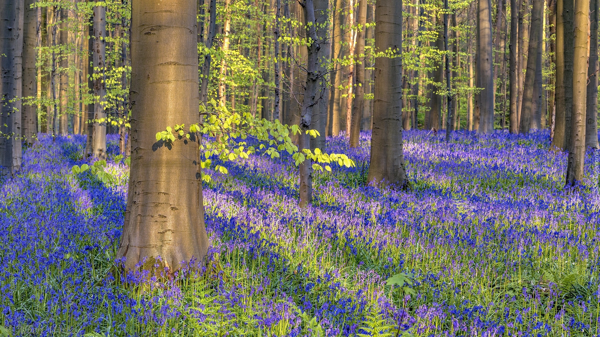 Las, Drzewa, Kwiaty, Hiacyntowce zwyczajne, Wiosna, Hallerbos, Belgia