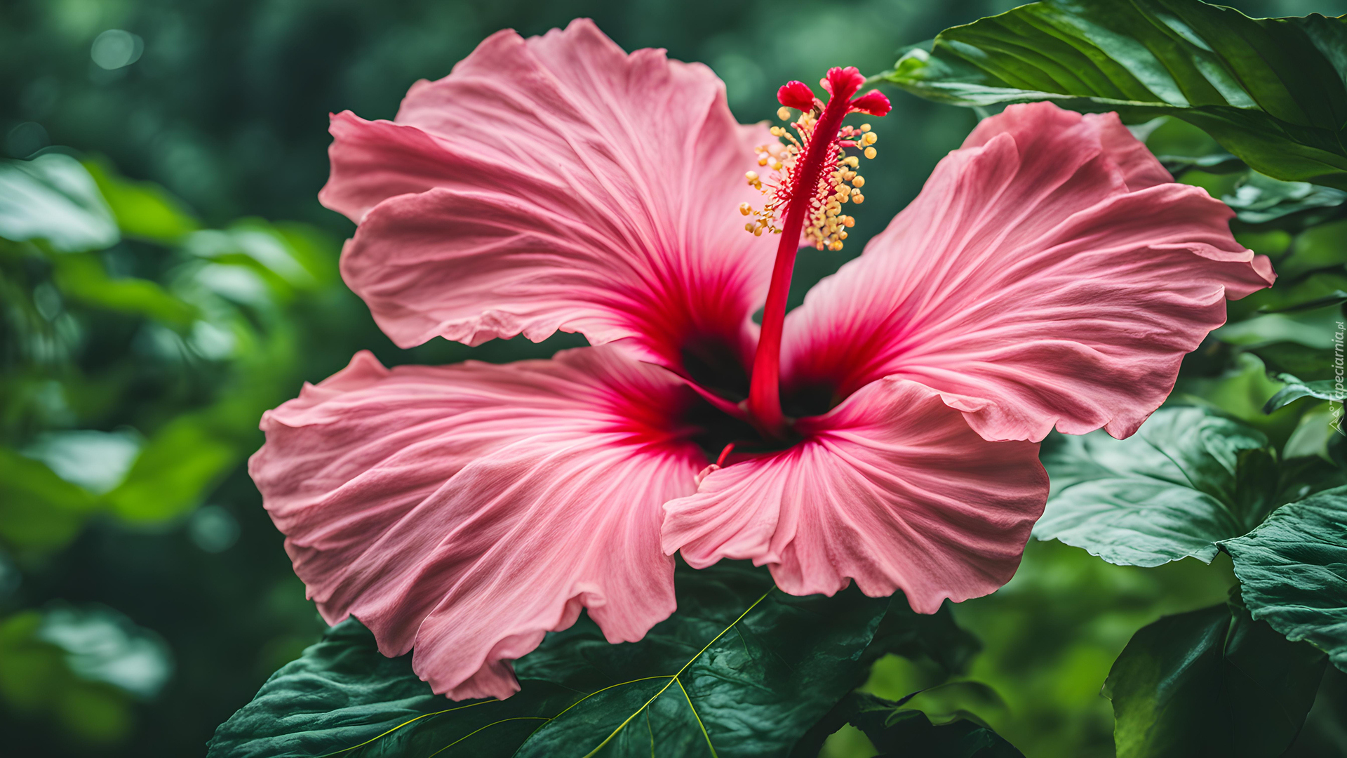 Kwiat, Hibiskus, Liście, Zbliżenie