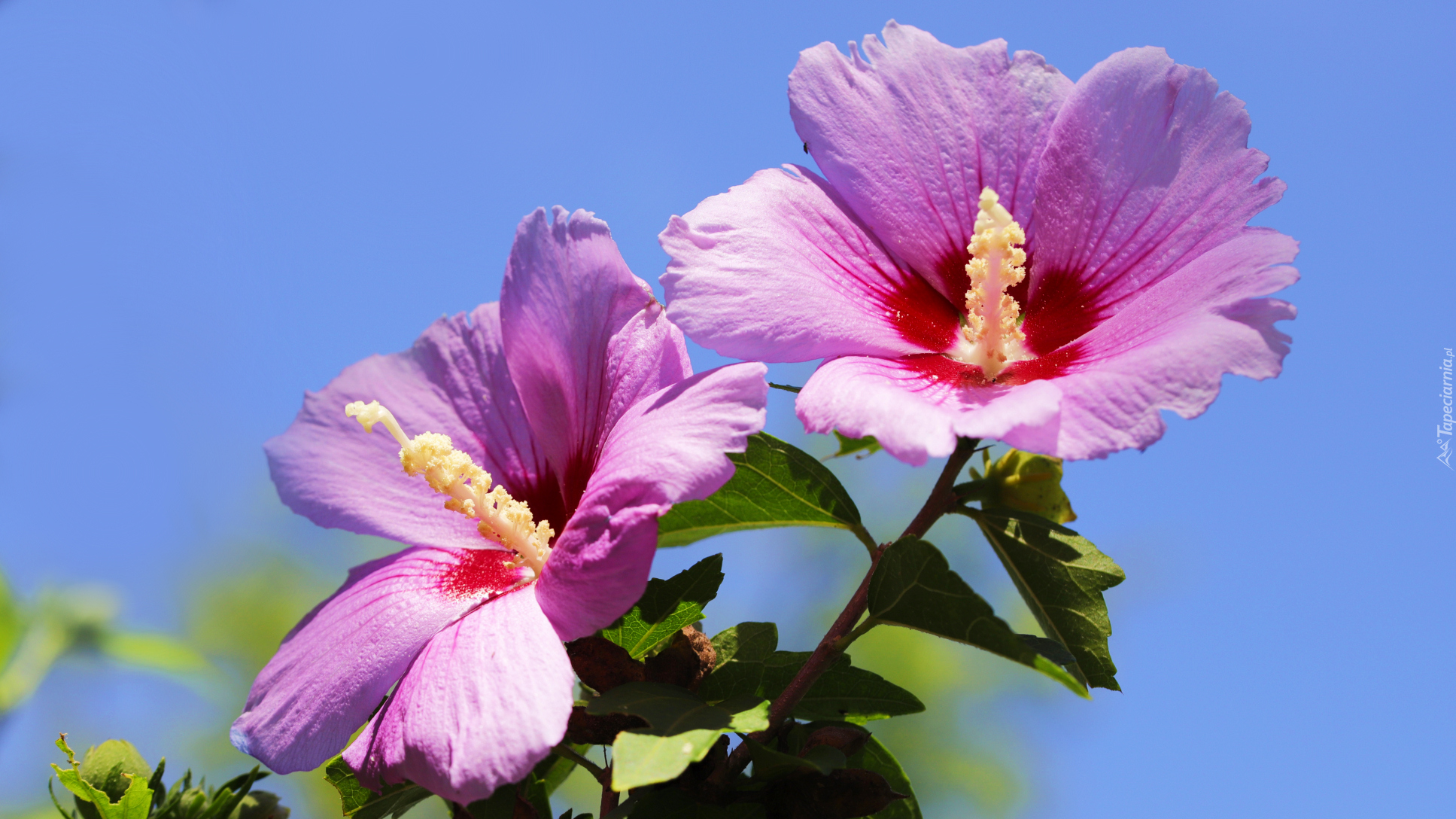 Różowe, Kwitnące, Hibiskusy