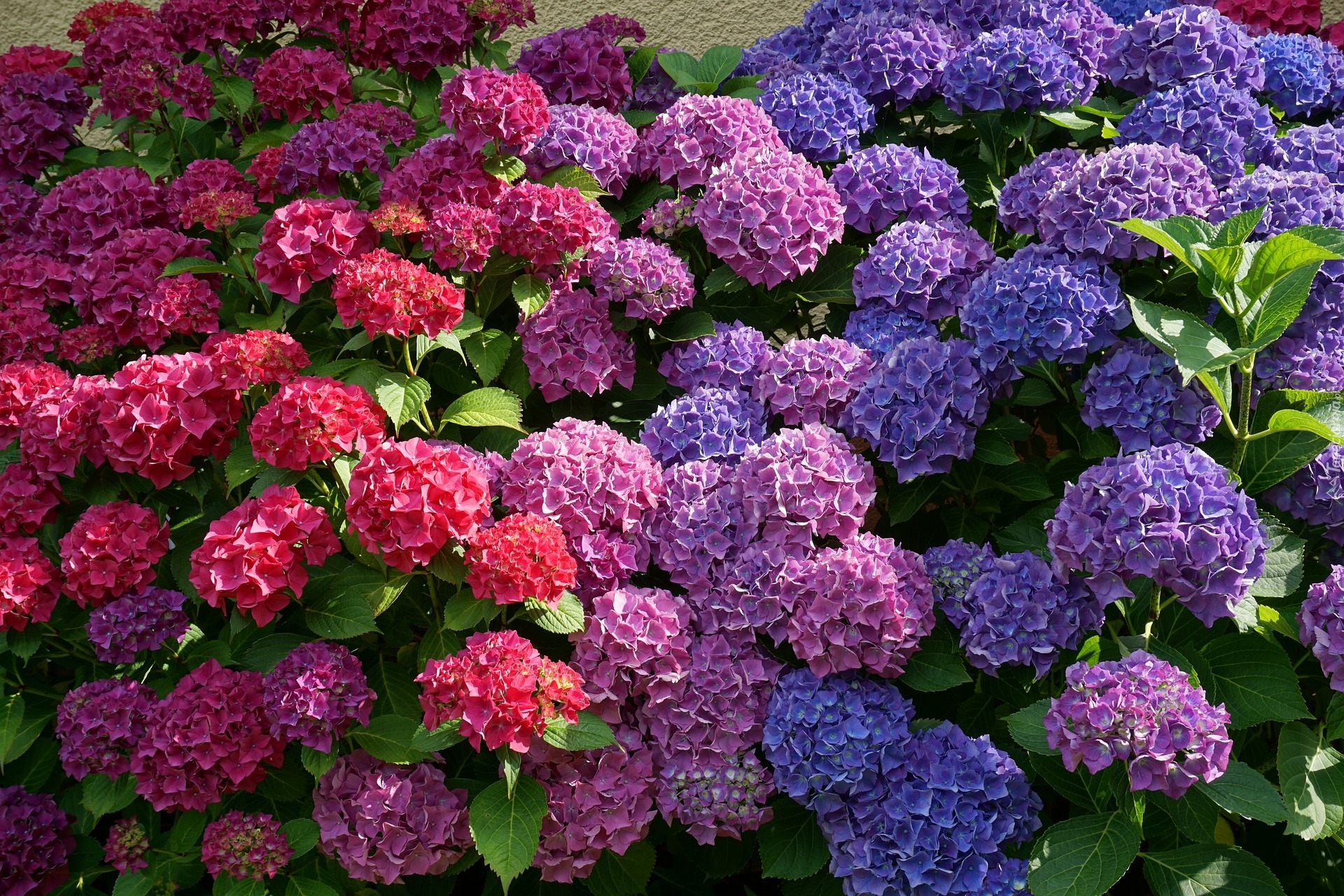 Kwiaty, Kolorowe, Hortensje
