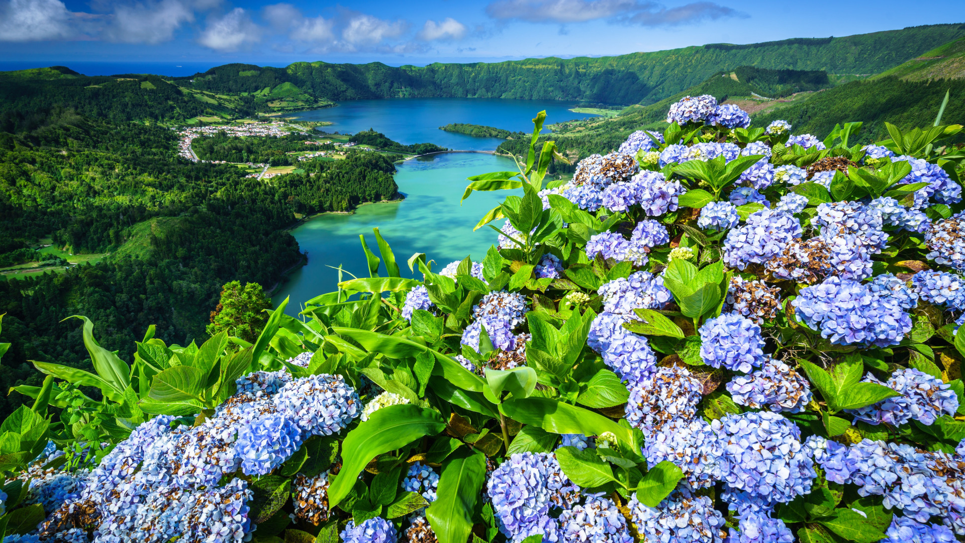 Kwiaty, Hortensje, Jeziora, Jezioro Azul, Jezioro Verde, Azory, Portugalia