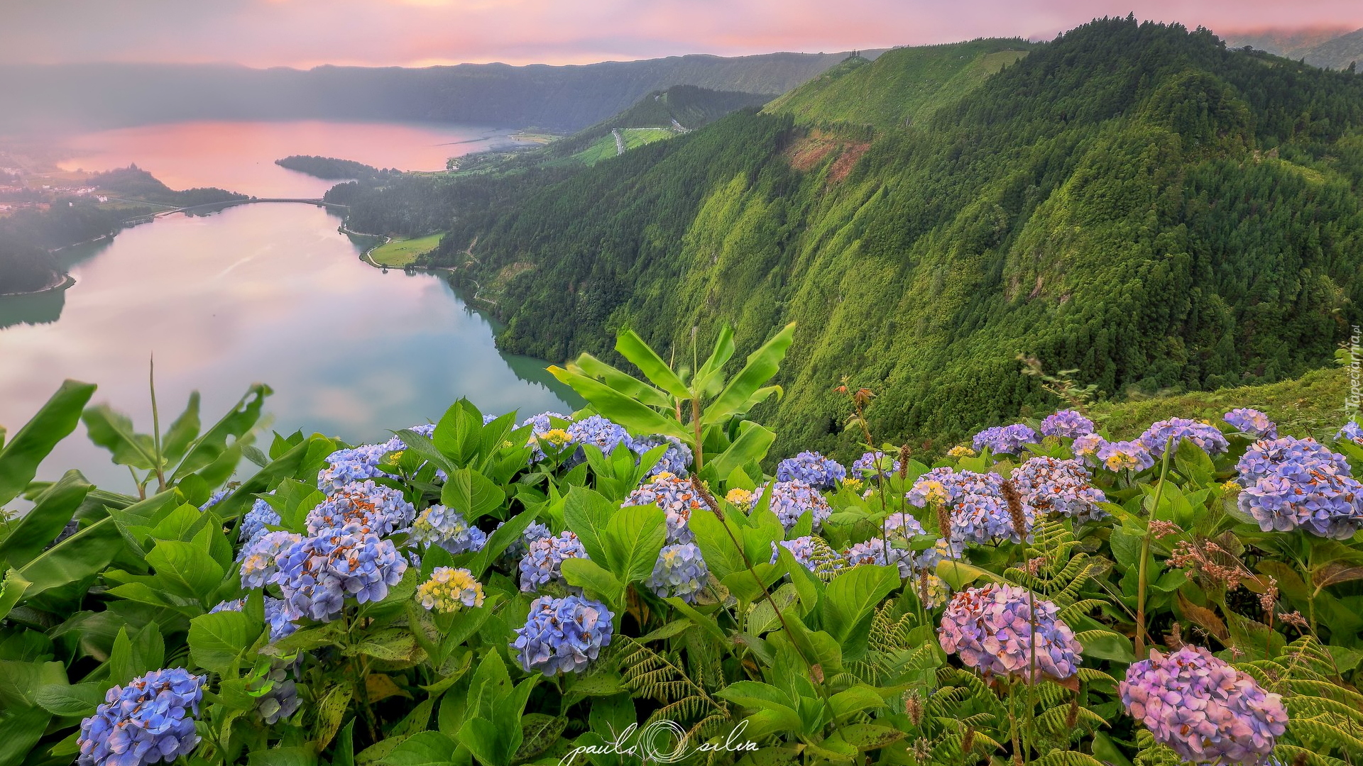 Niebieskie, Różowe, Hortensje, Jezioro Azul, Jezioro Verde, Góry, Lasy, Sete Cidades, Wyspa Sao Miguel, Azory, Portugalia