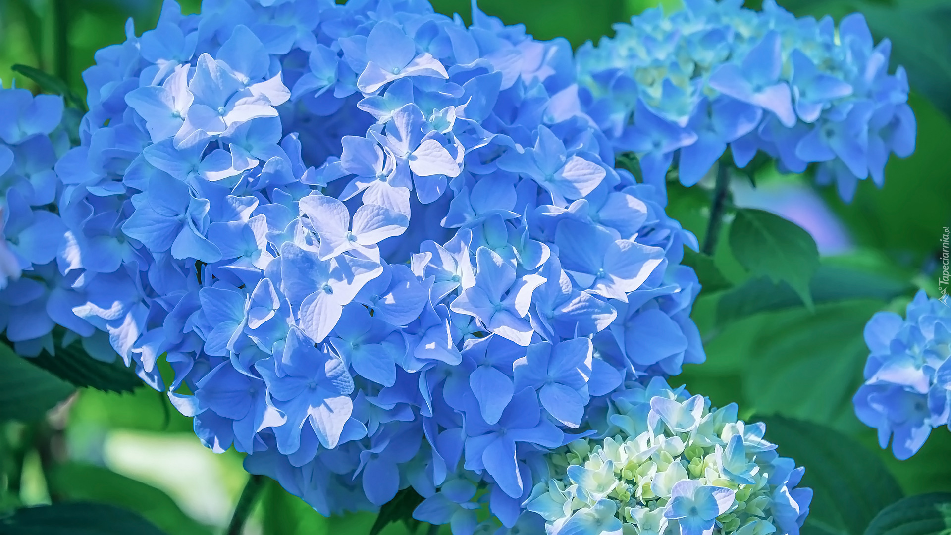 Kwiaty, Hortensje, Niebieskie