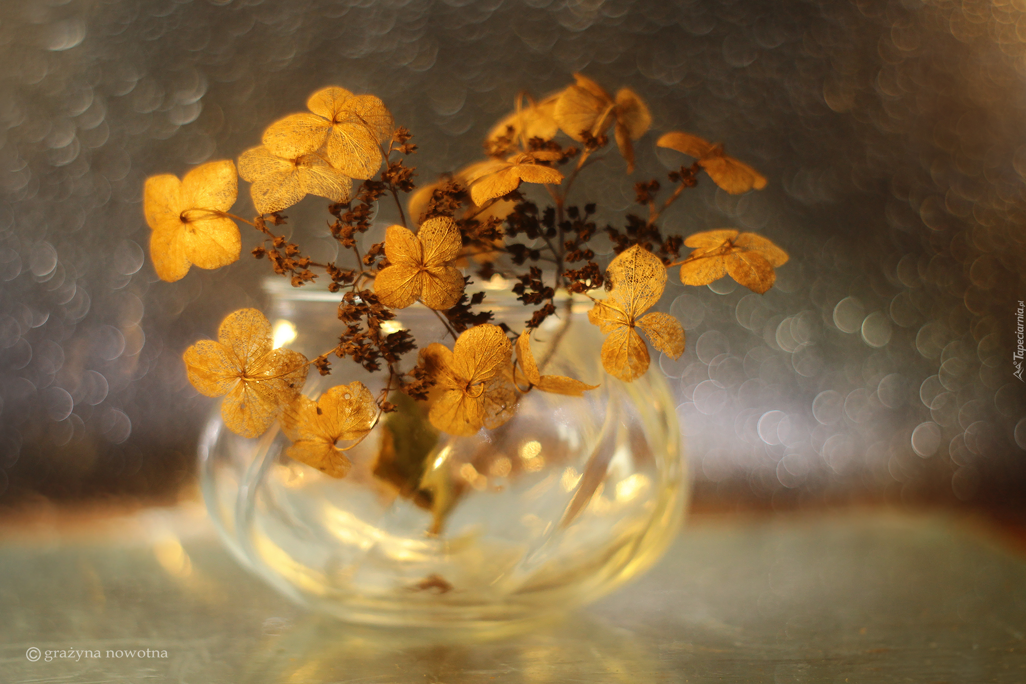 Hortensja, Wazonik, Bokeh