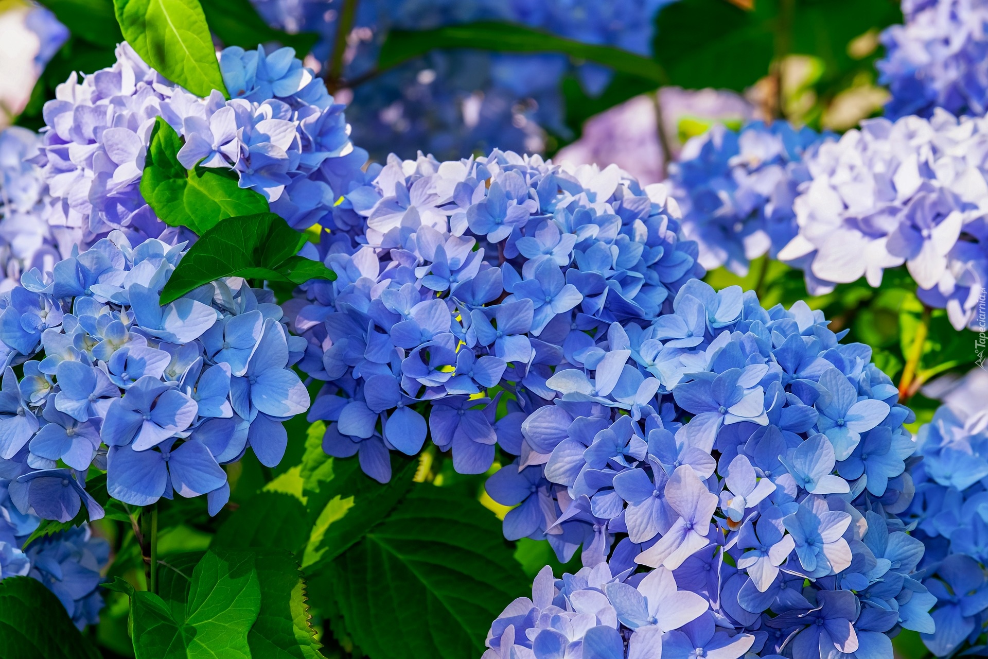 Kwiaty, Niebieskie, Hortensje