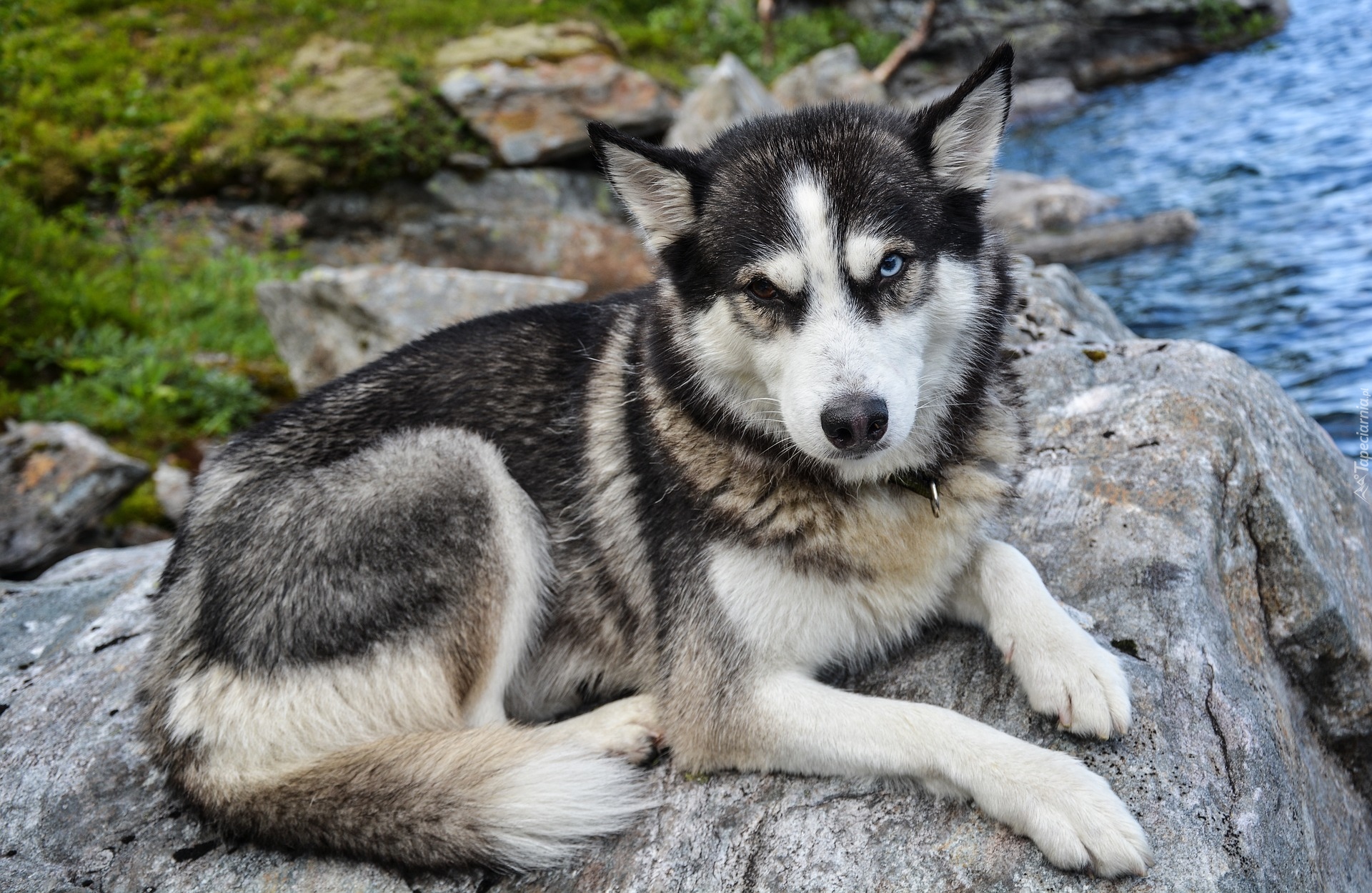 Pies, Siberian husky, Kamień