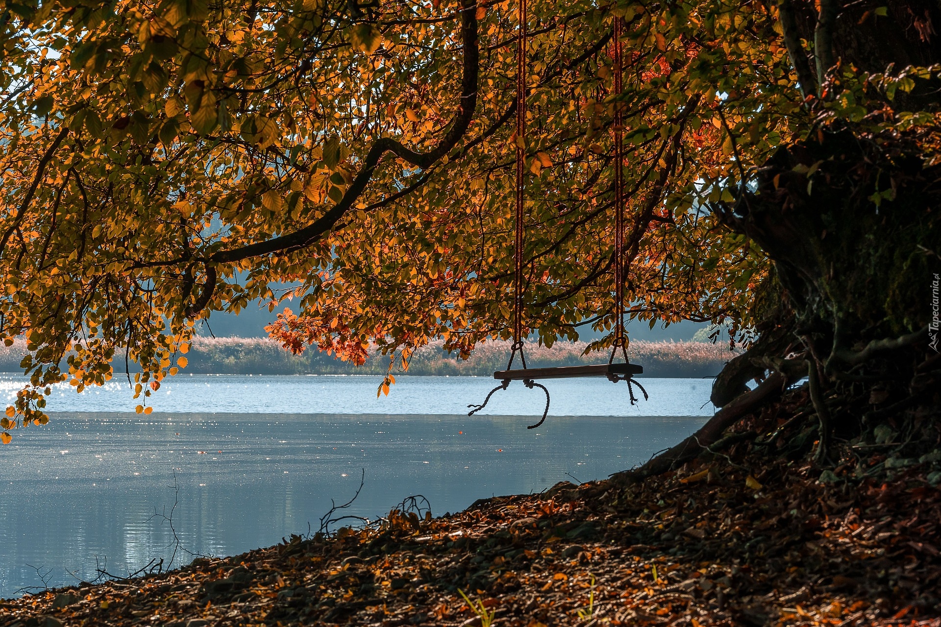 Jesień, Drzewo, Huśtawka, Rzeka