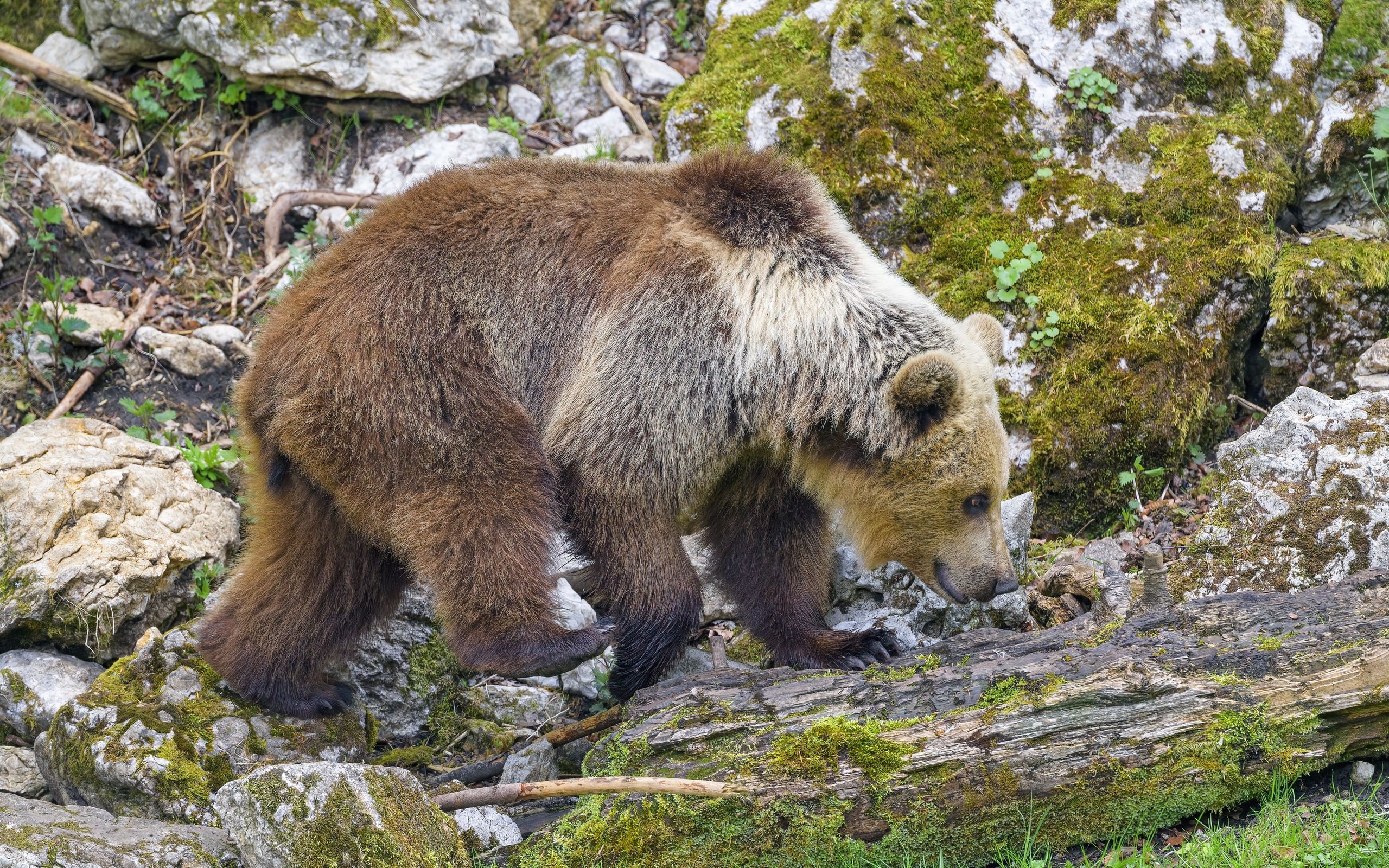 Niedźwiedź, Kłoda, Kamienie, Mech