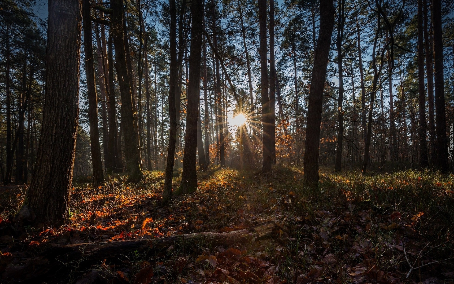 Drzewa, Las iglasty, Promienie słońca