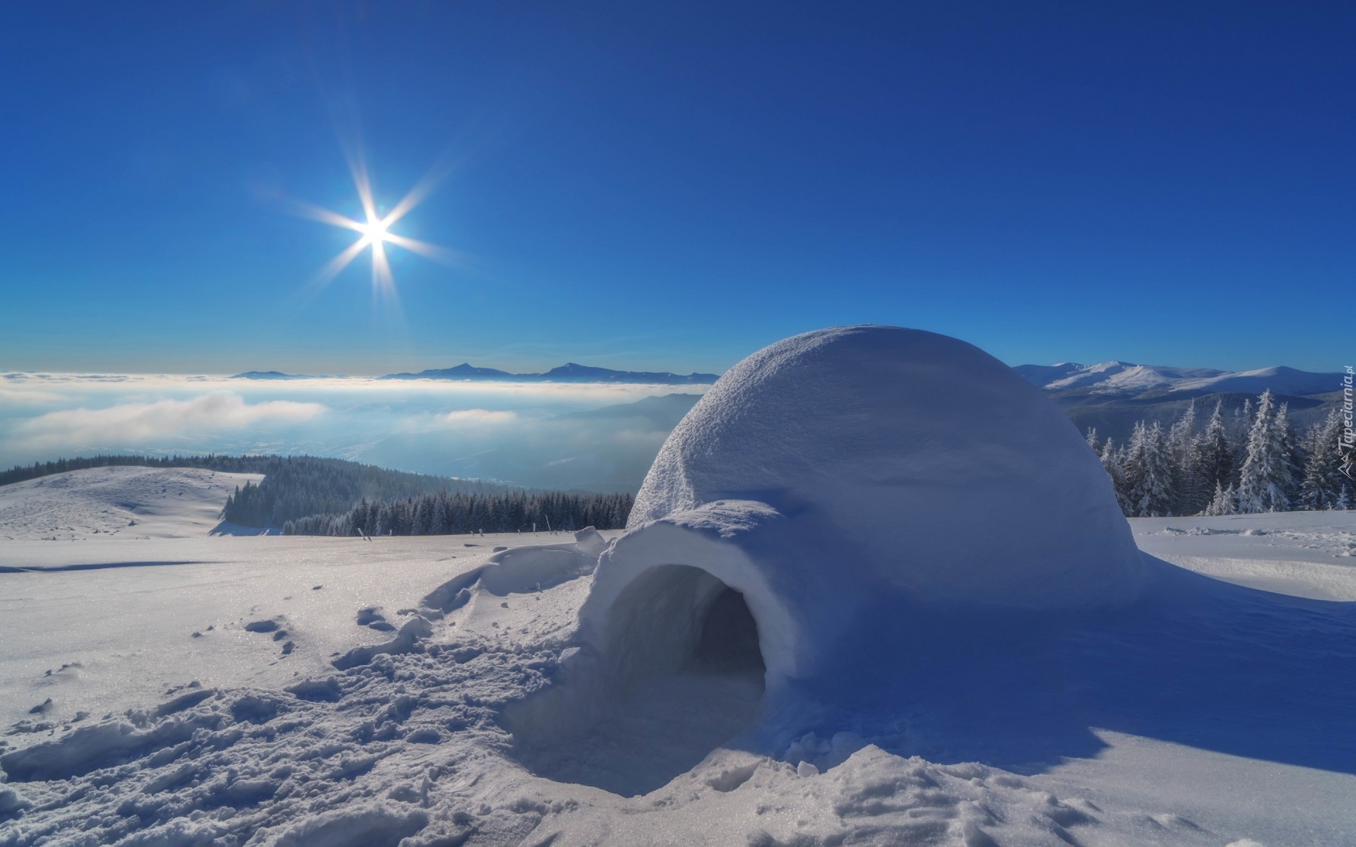 Zima, Igloo, Drzewa, Las, Promienie słońca