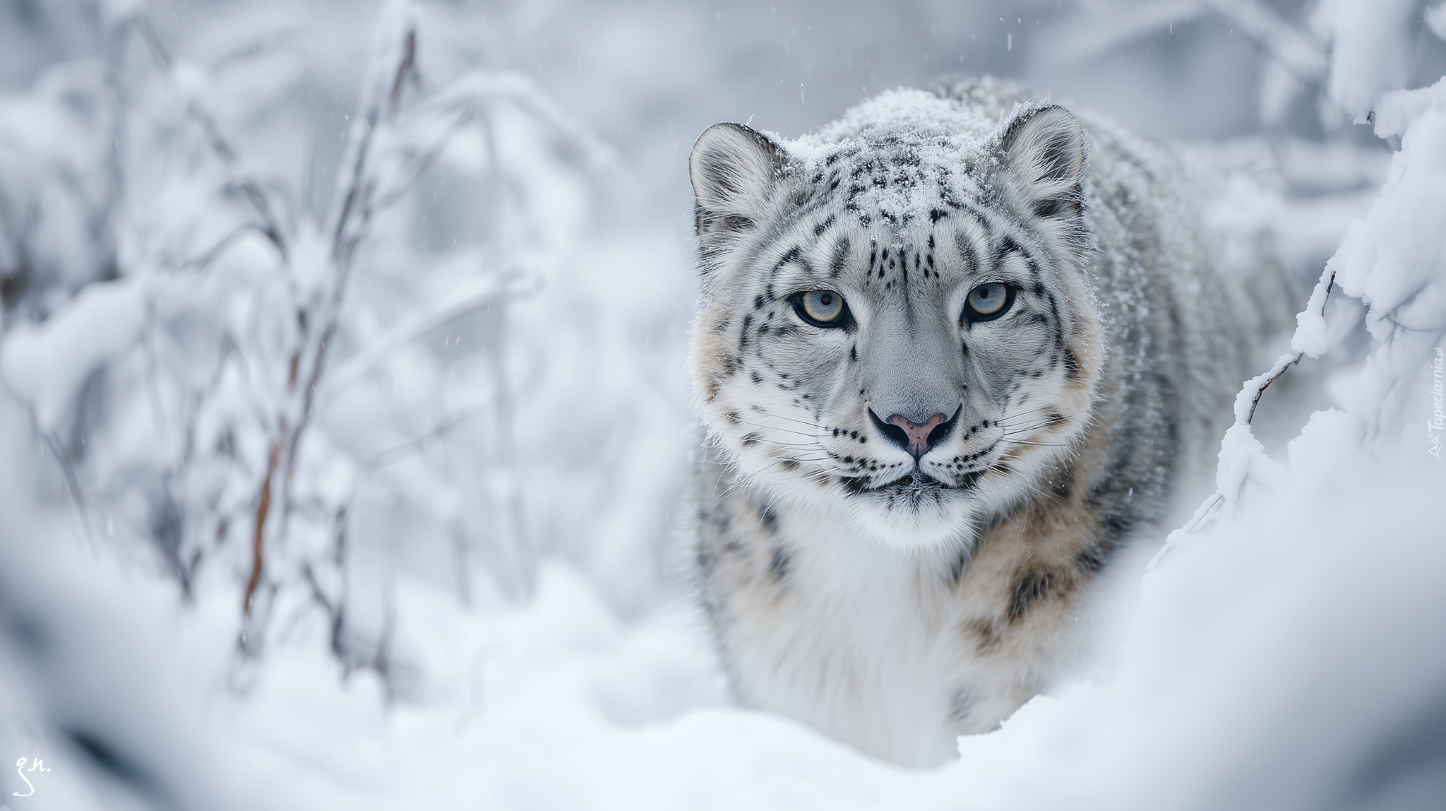 Irbis śnieżny, Zima, Śnieg, Grafika AI